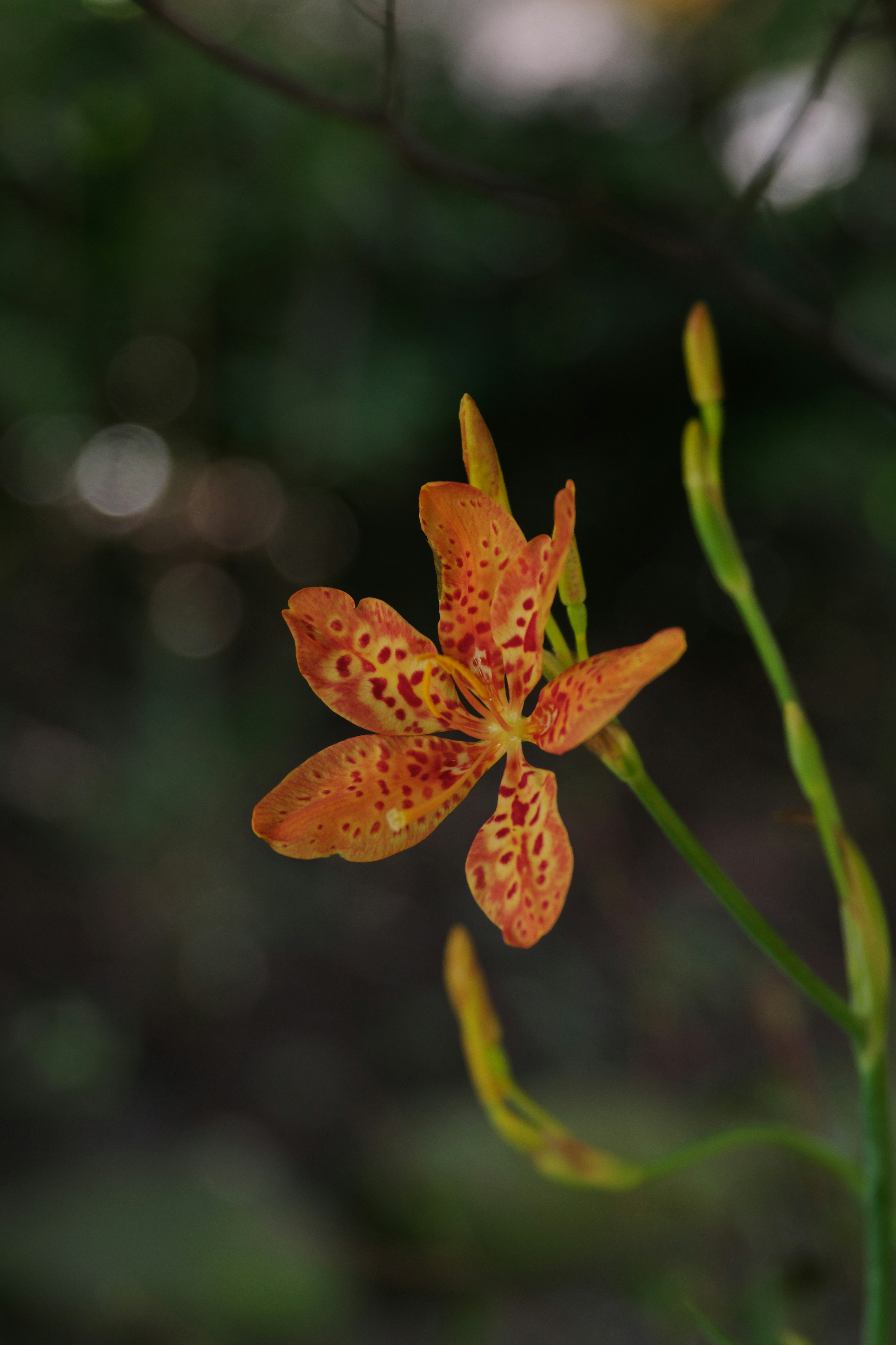 Orange flower with spotted petals against a green background