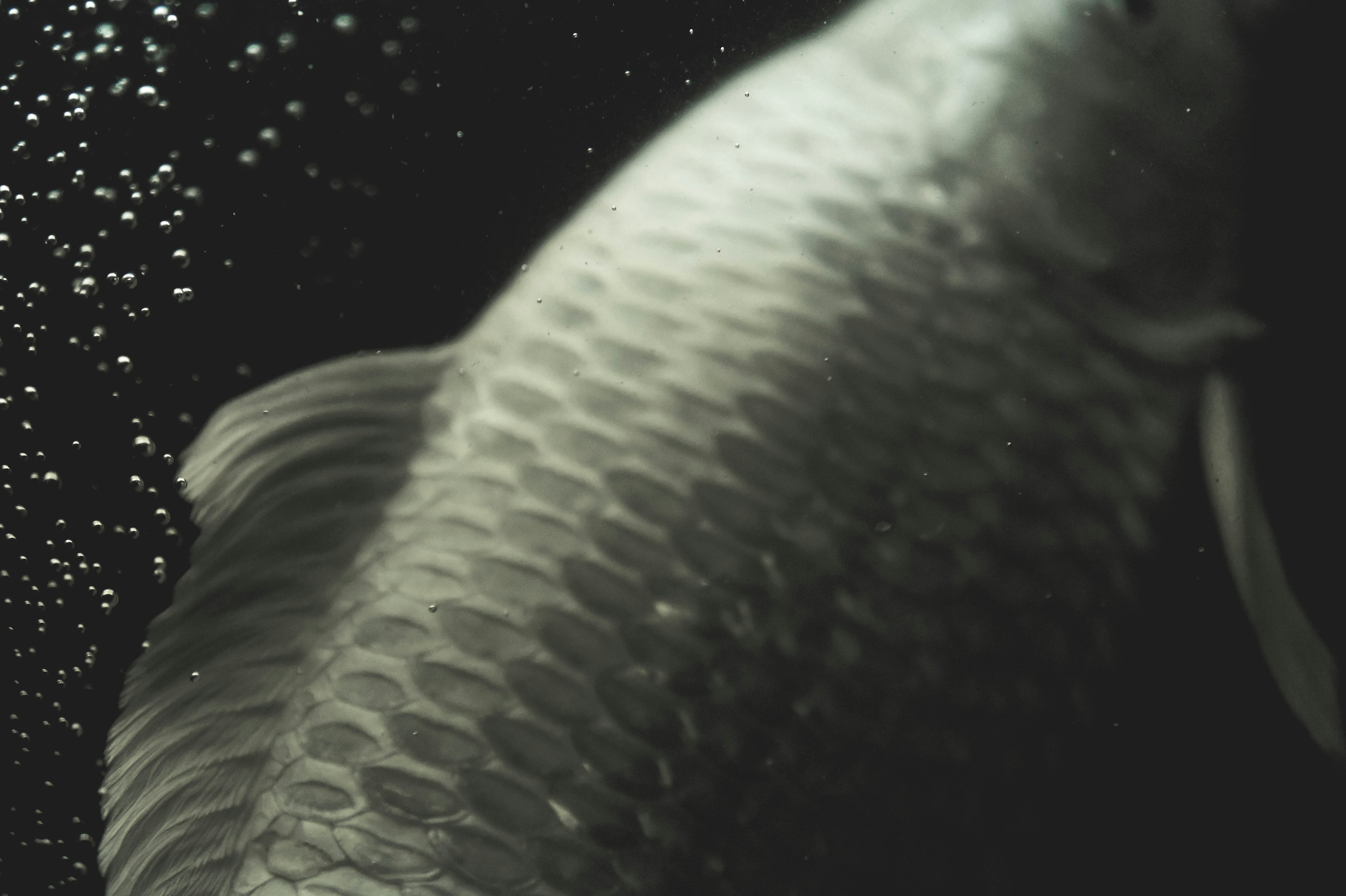 Image showing the back of a fish underwater with visible scales