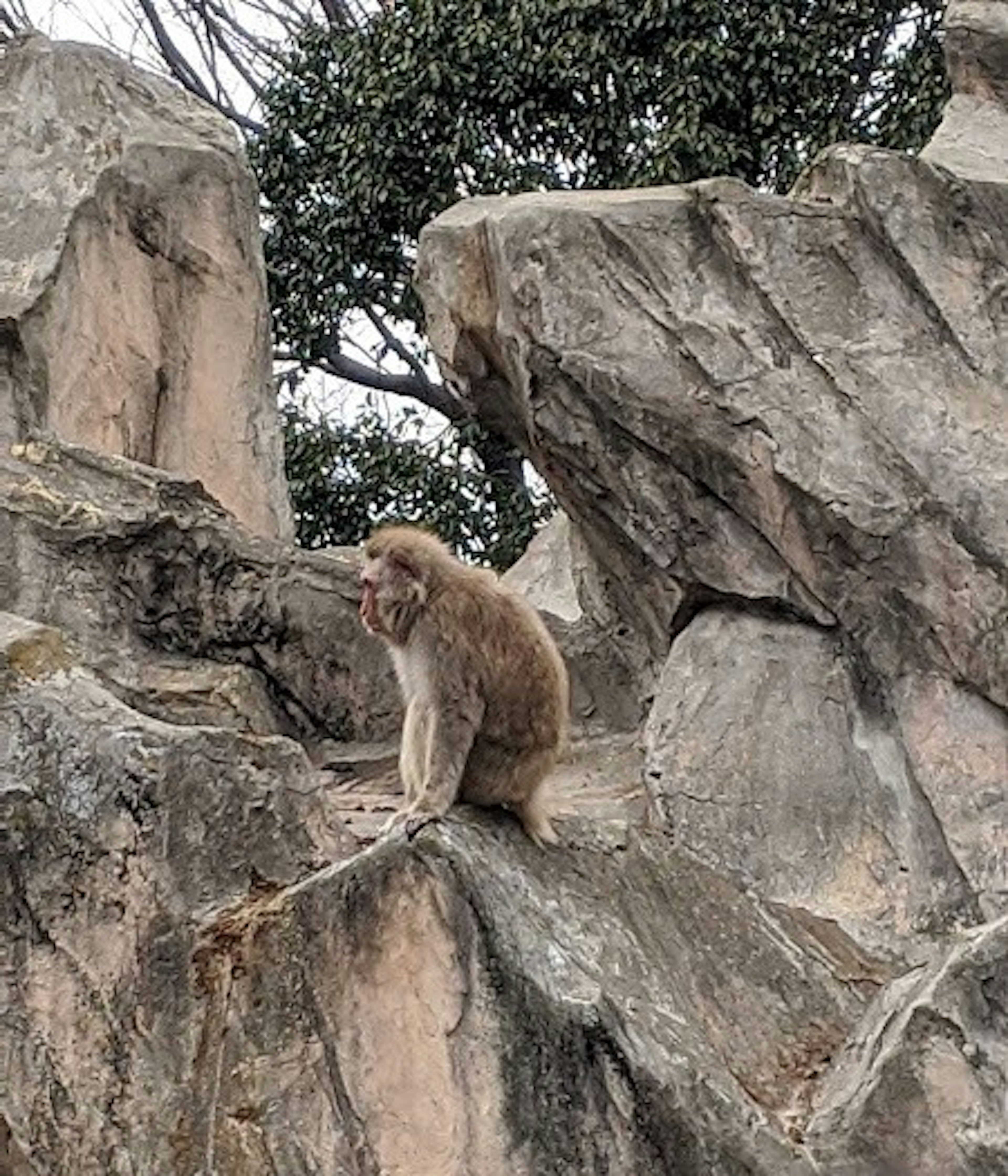 Seekor monyet duduk di atas batu