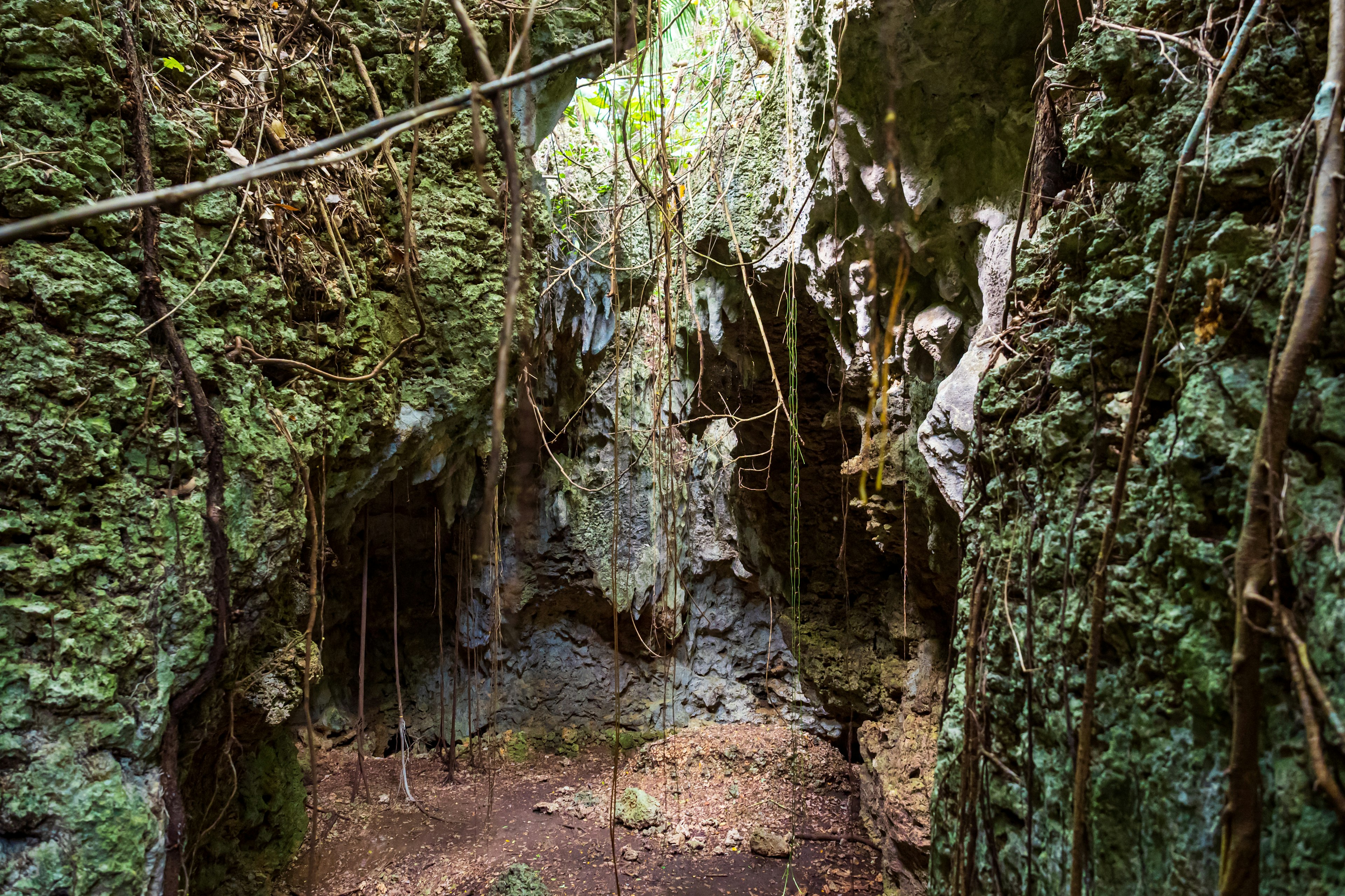 Interior of a moss-covered cave with intertwining plants and vines creating a mystical atmosphere