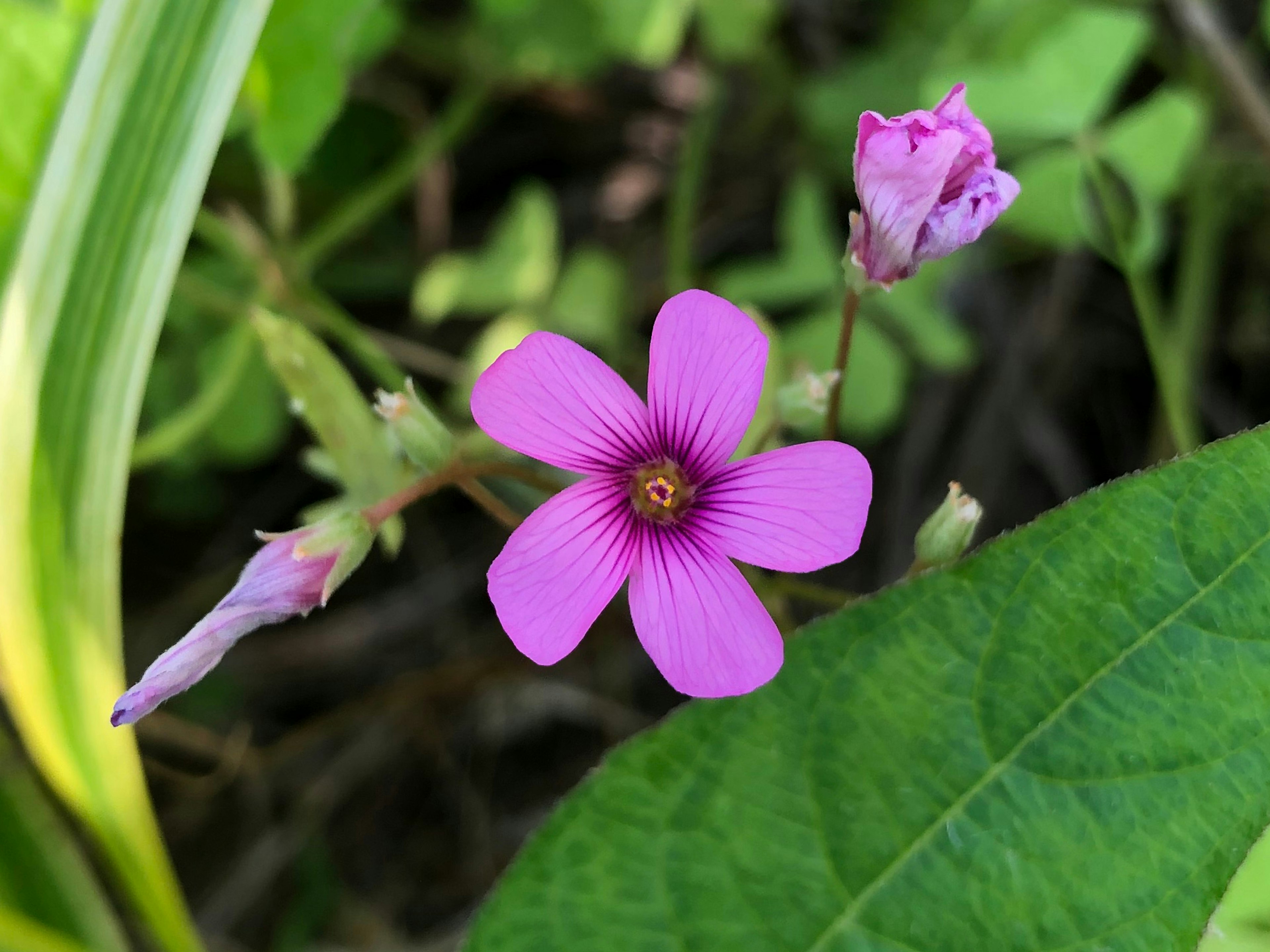 Vibrant pink flower with buds amidst green leaves