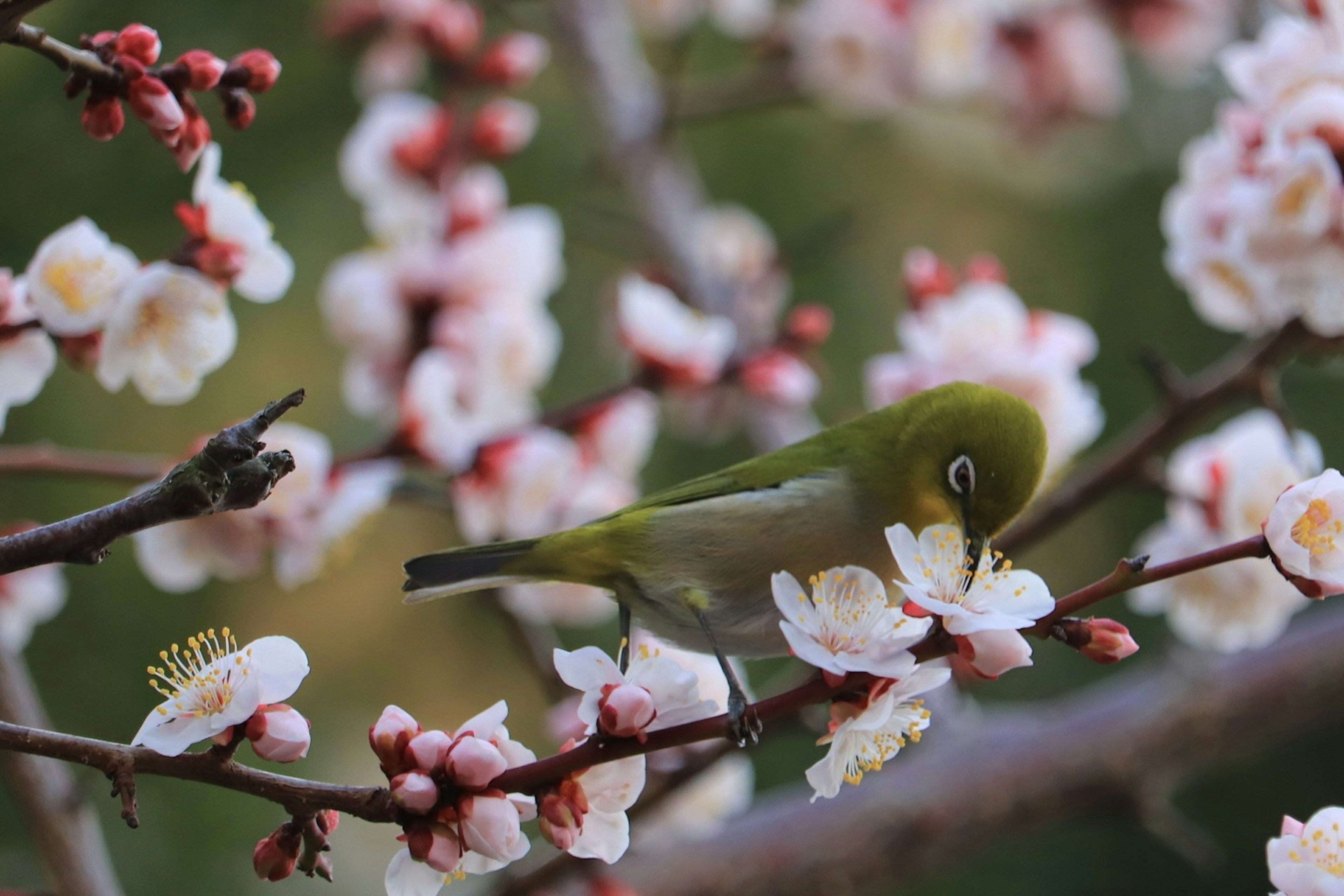 A small bird feeding on blossoms among cherry flowers