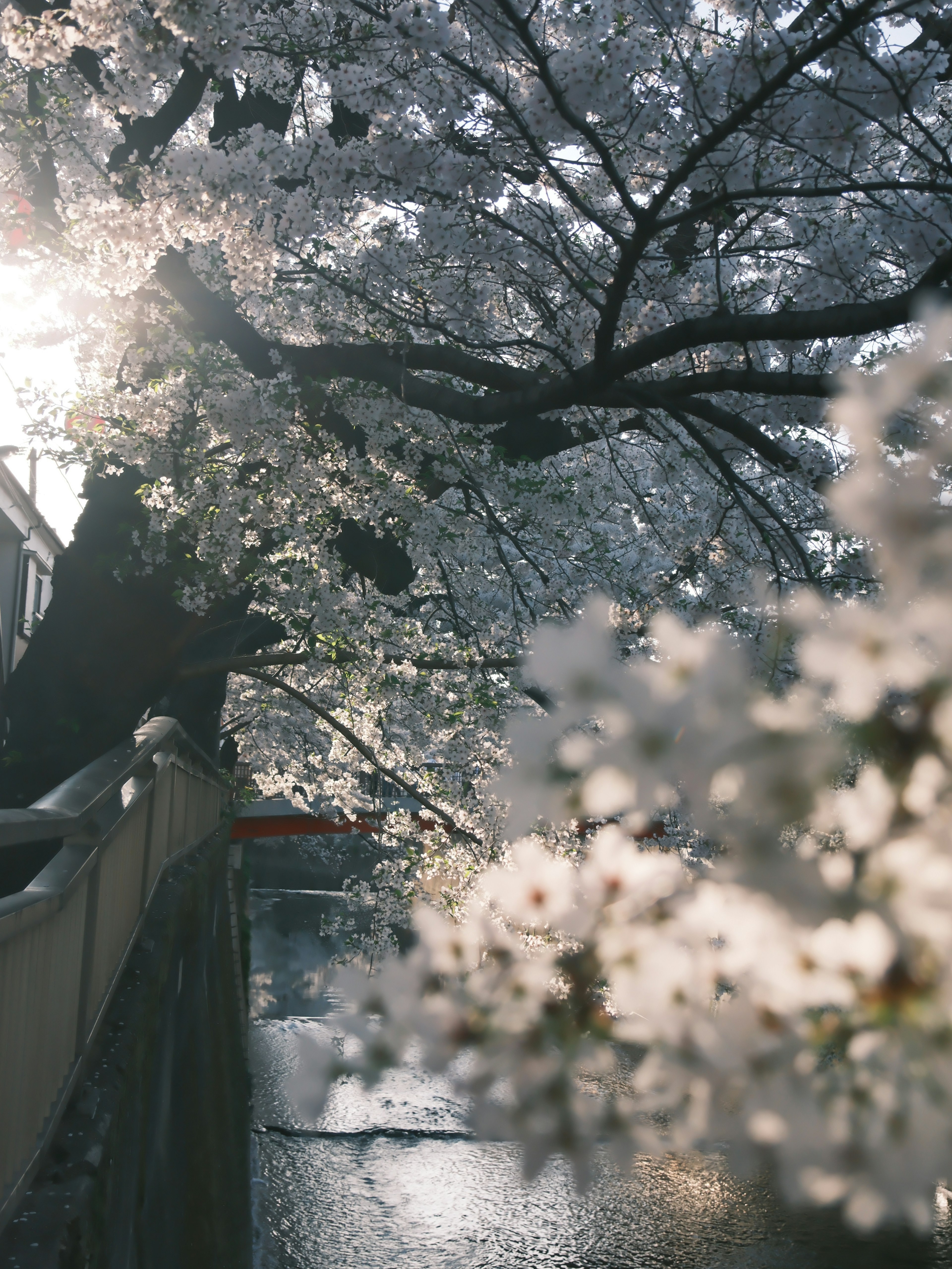 桜の木が咲いている川の風景