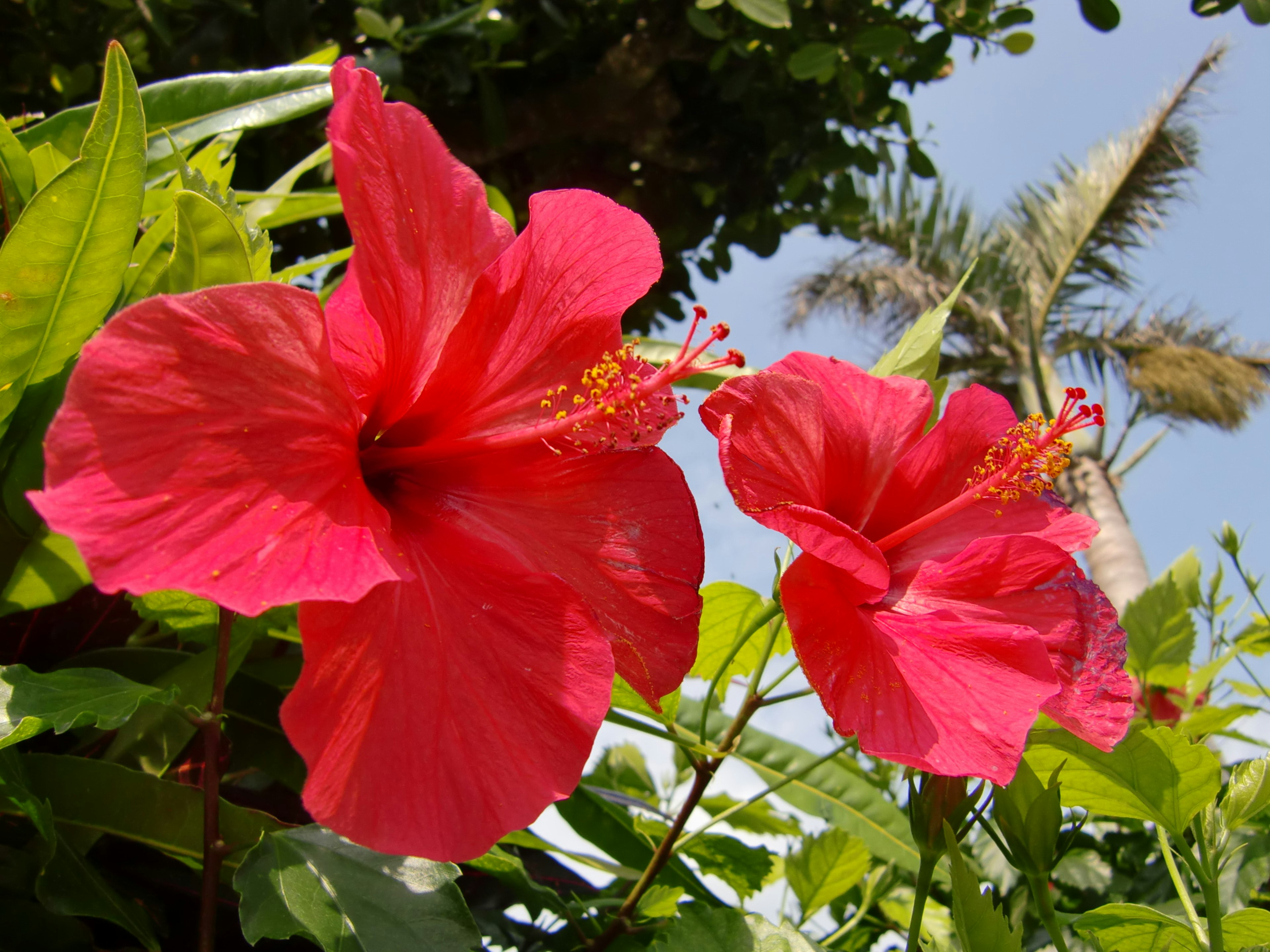 Due fiori di ibisco rossi brillanti che fioriscono sotto un cielo blu