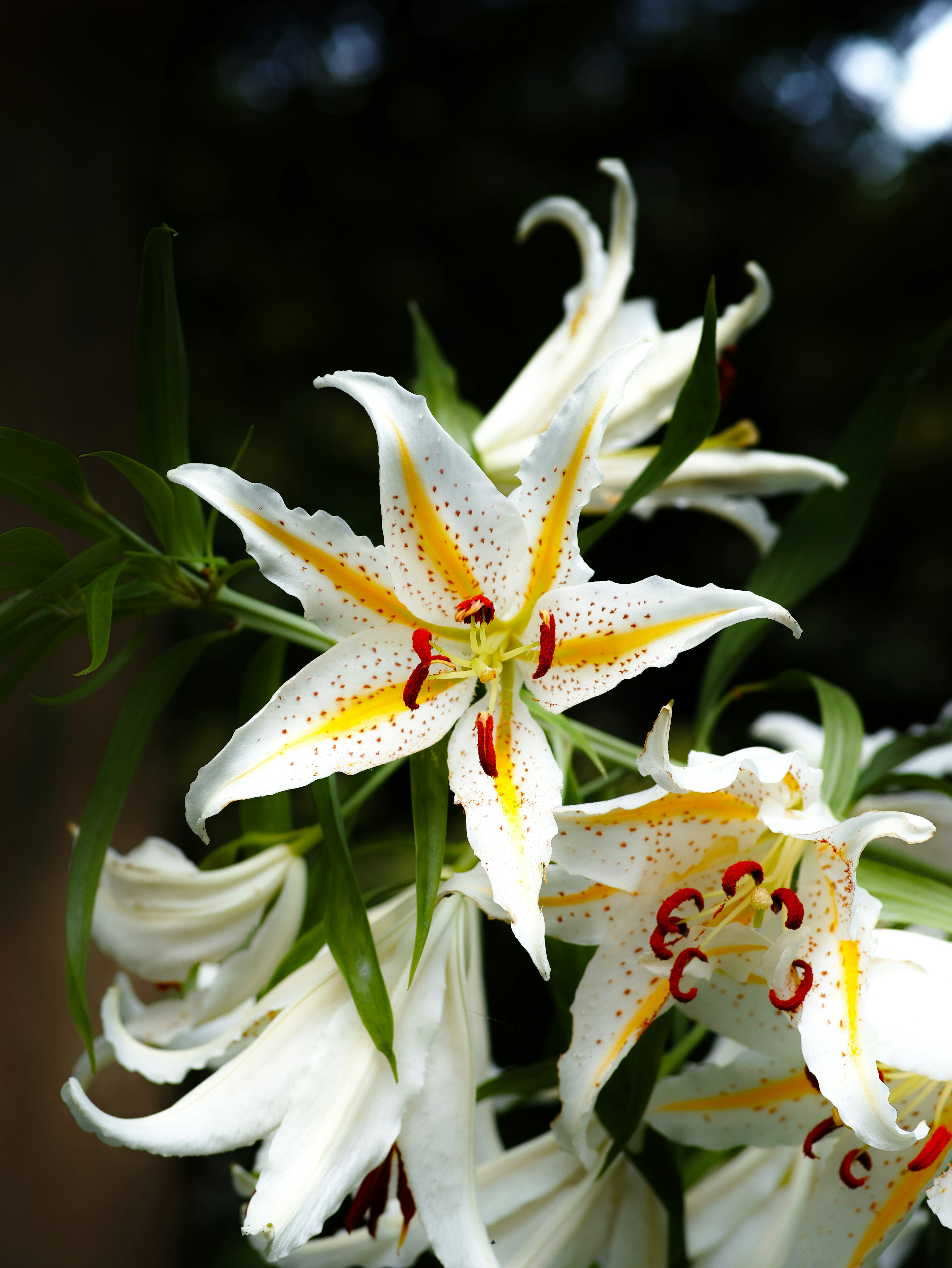 A vibrant display of white lilies with yellow and red accents