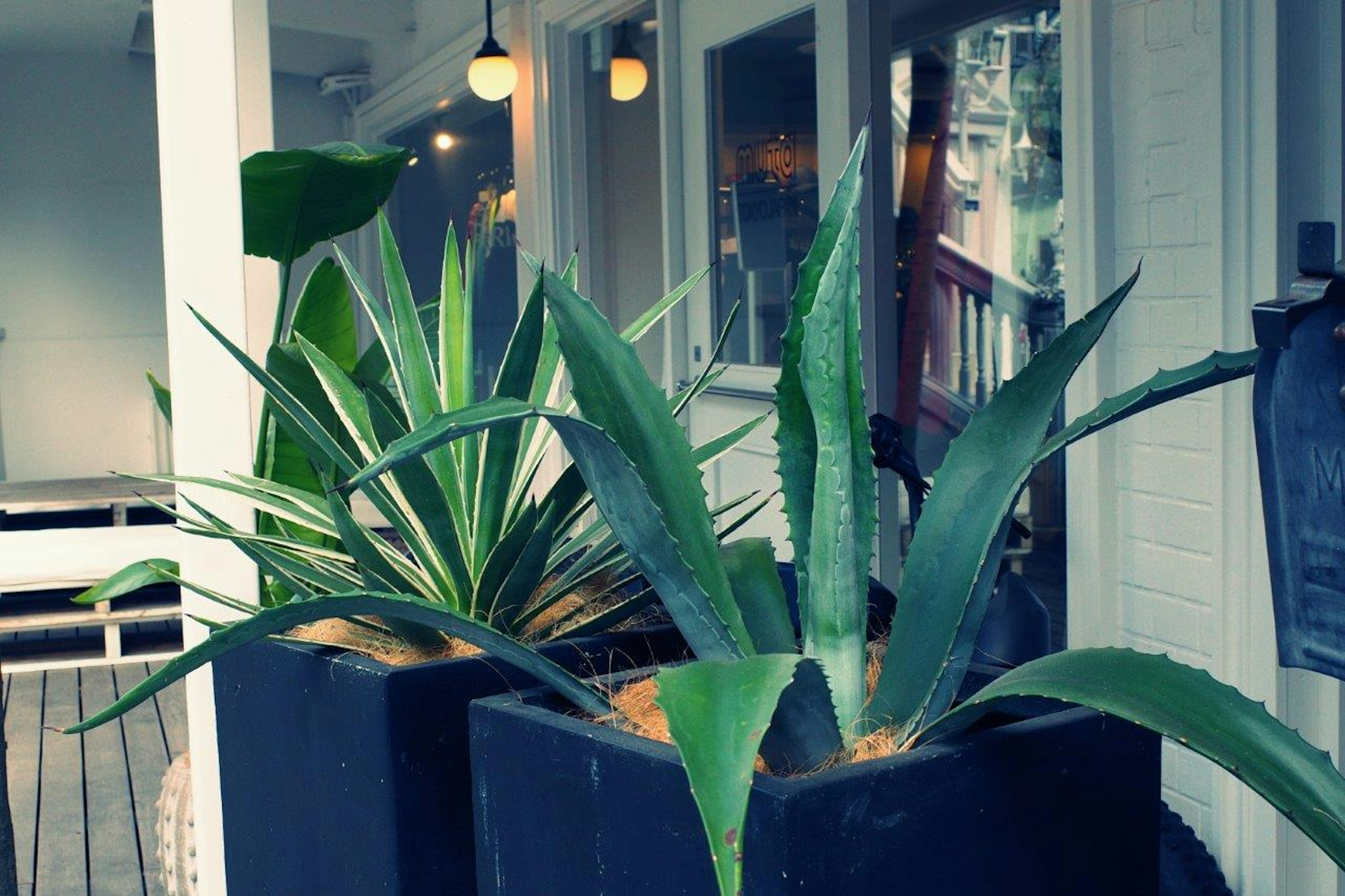 Escena de entrada al aire libre con plantas en macetas que incluyen agave y otro follaje verde