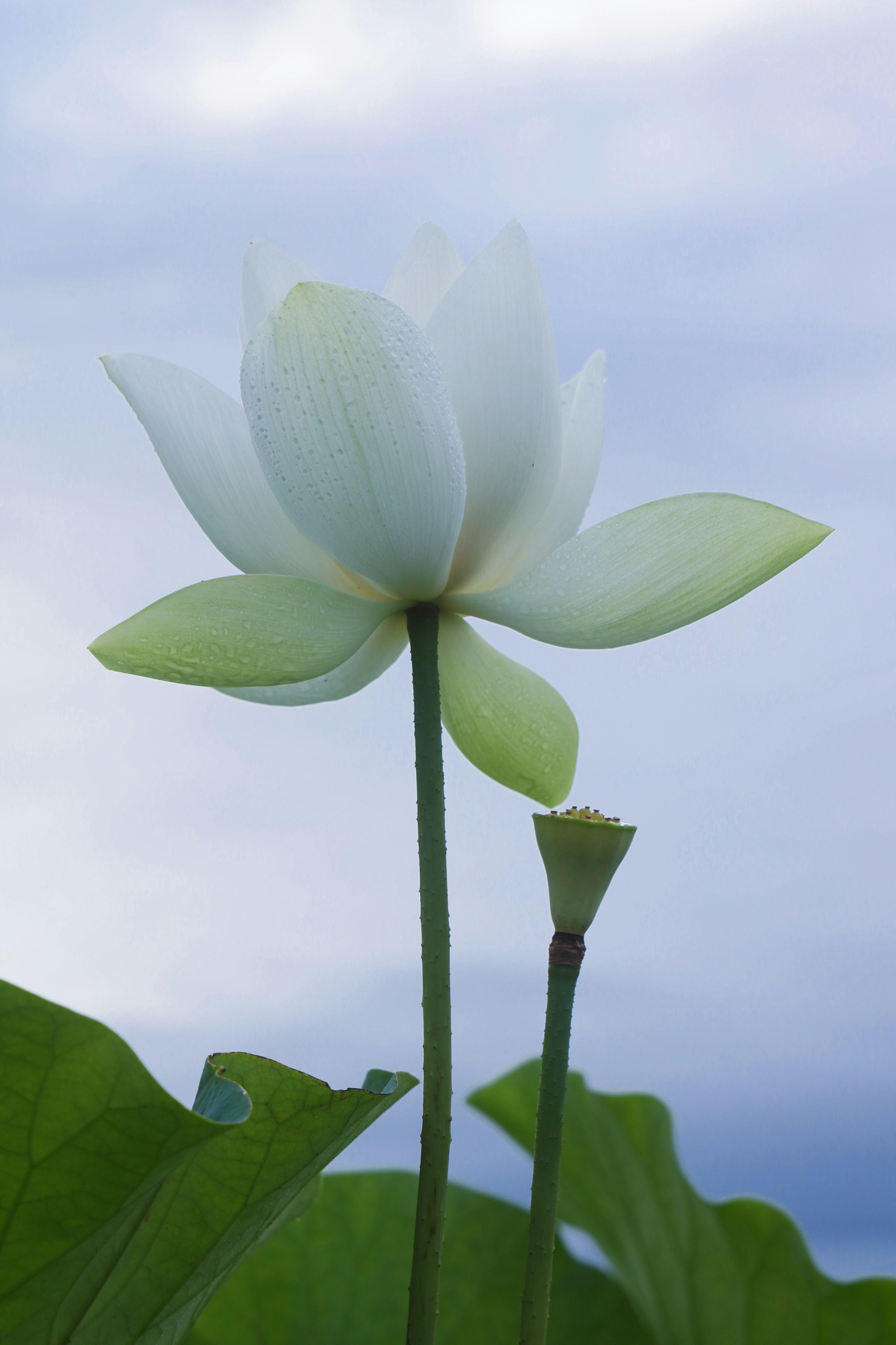 White lotus flower with leaves and a bud nearby