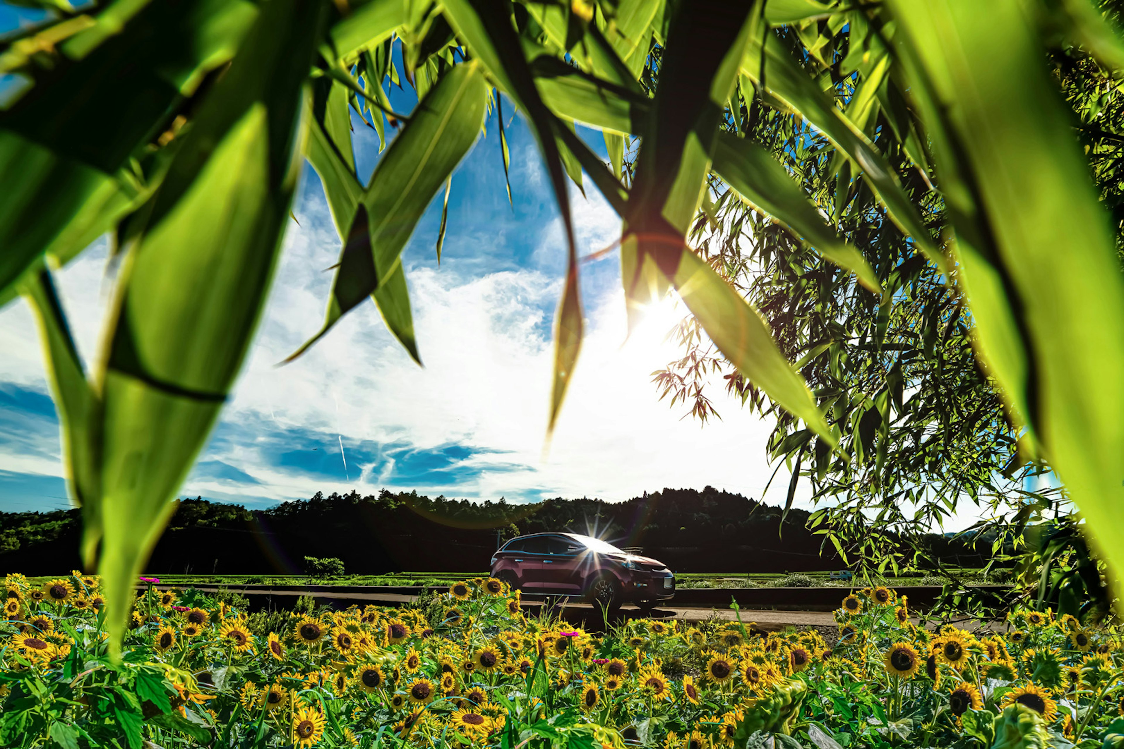 Voiture garée dans un champ de tournesols sous un ciel bleu