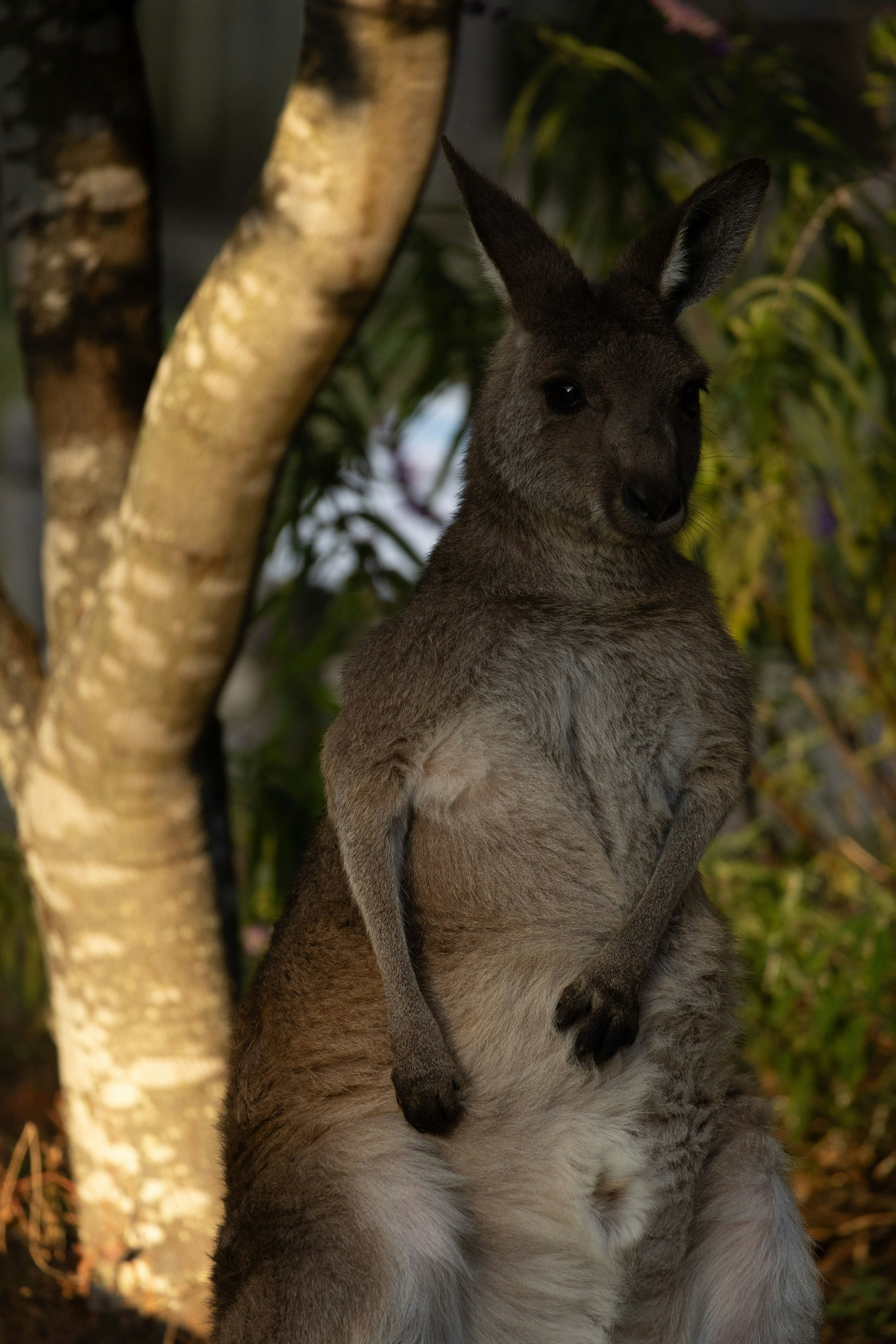 Một con kangaroo đứng bên cạnh một cái cây trong môi trường tự nhiên