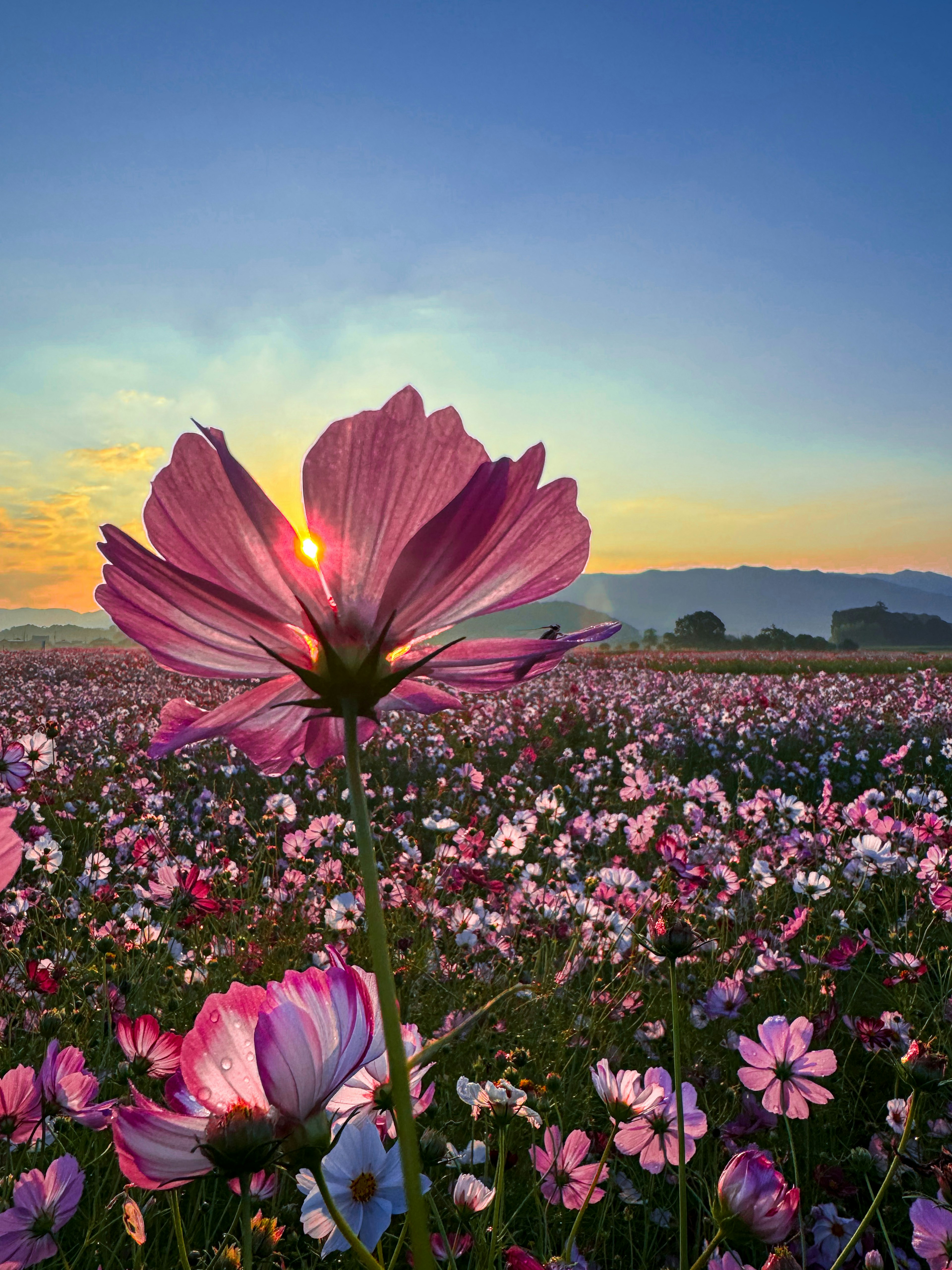 夕日を背景にしたコスモスの花が咲いている風景