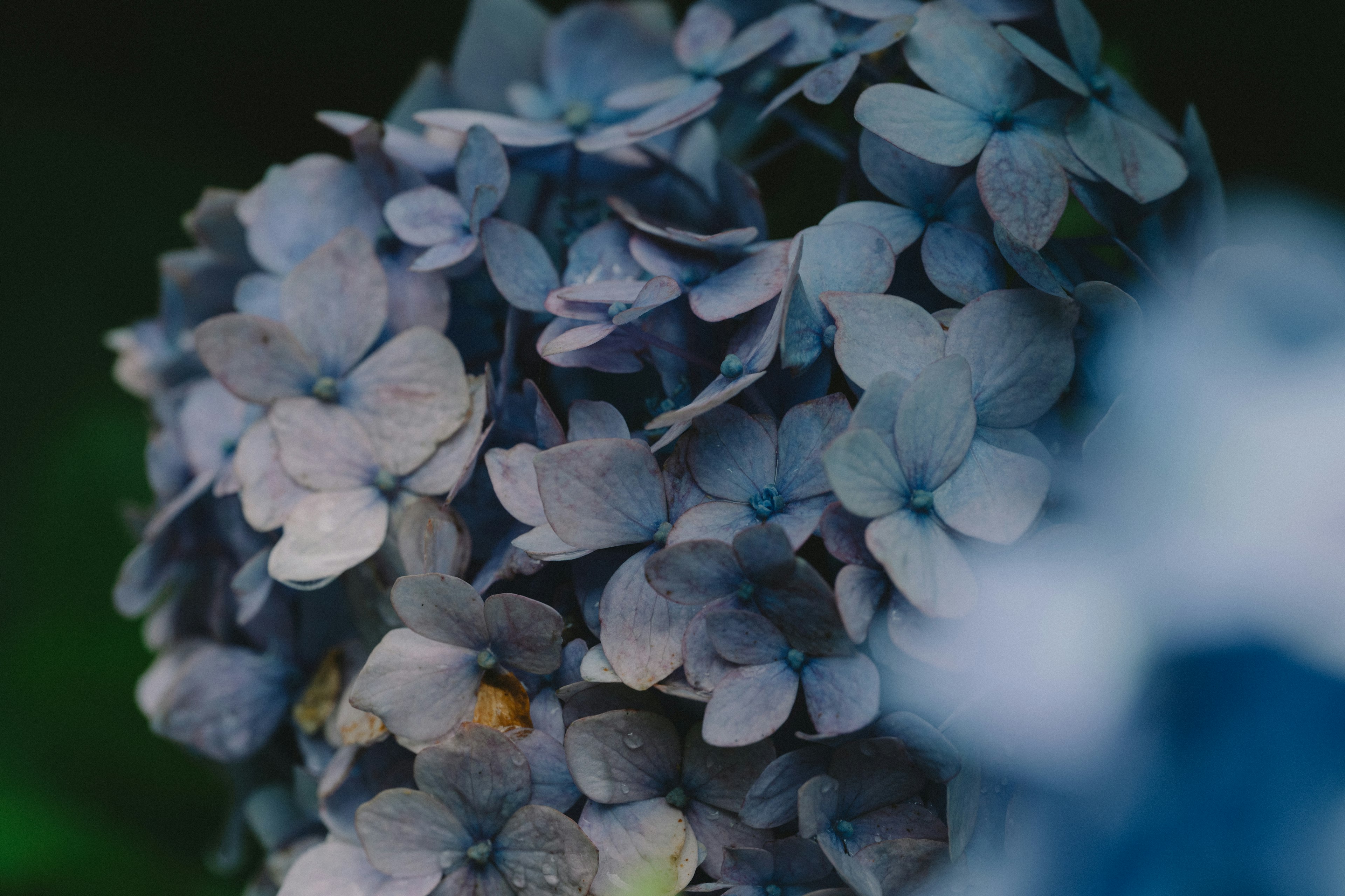 Nahaufnahme von blauen Hortensienblüten, die zusammengefasst sind