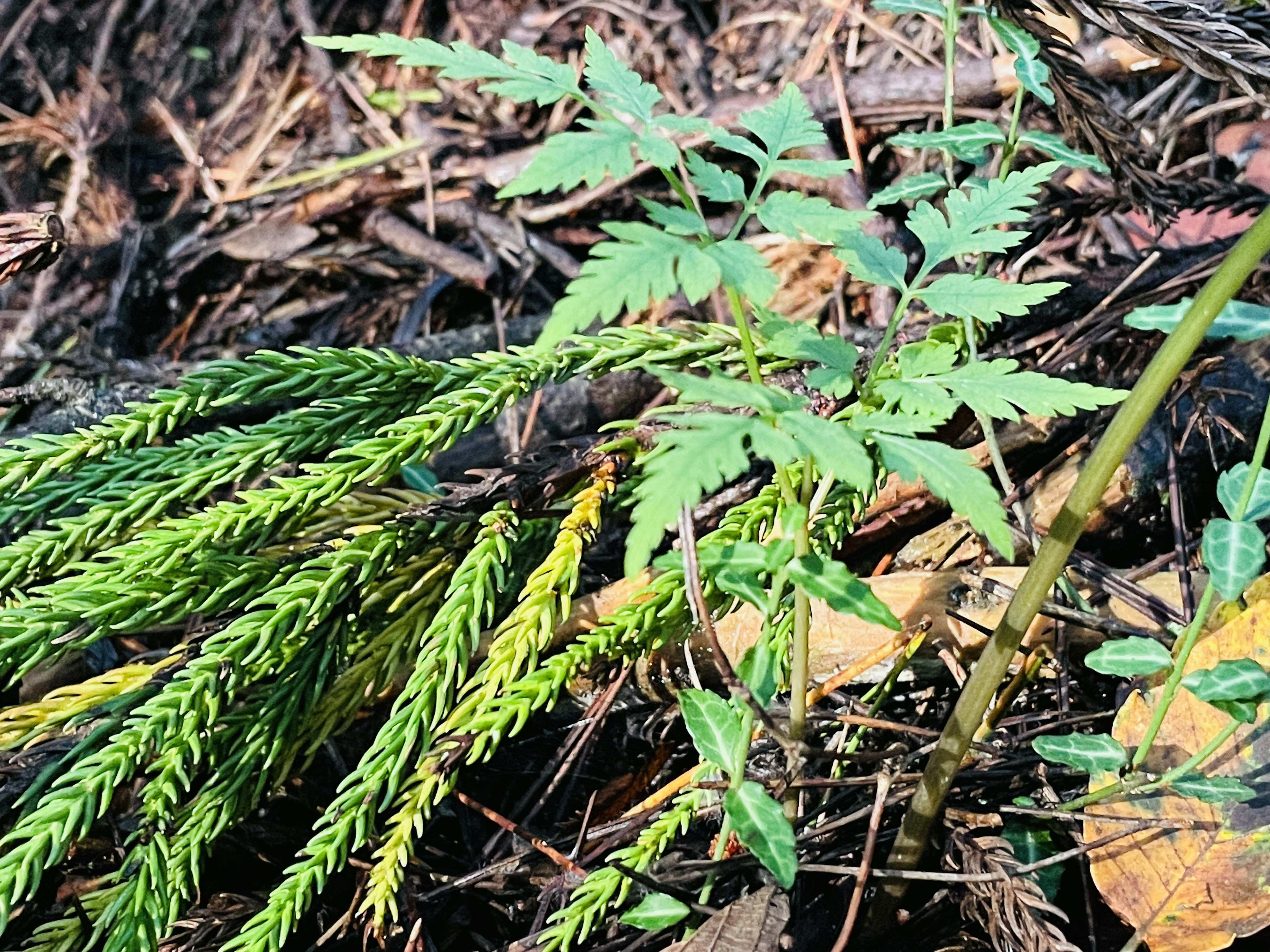 Una pequeña planta verde con tallos delgados y hojas creciendo al lado de un follaje conífero verde en el suelo