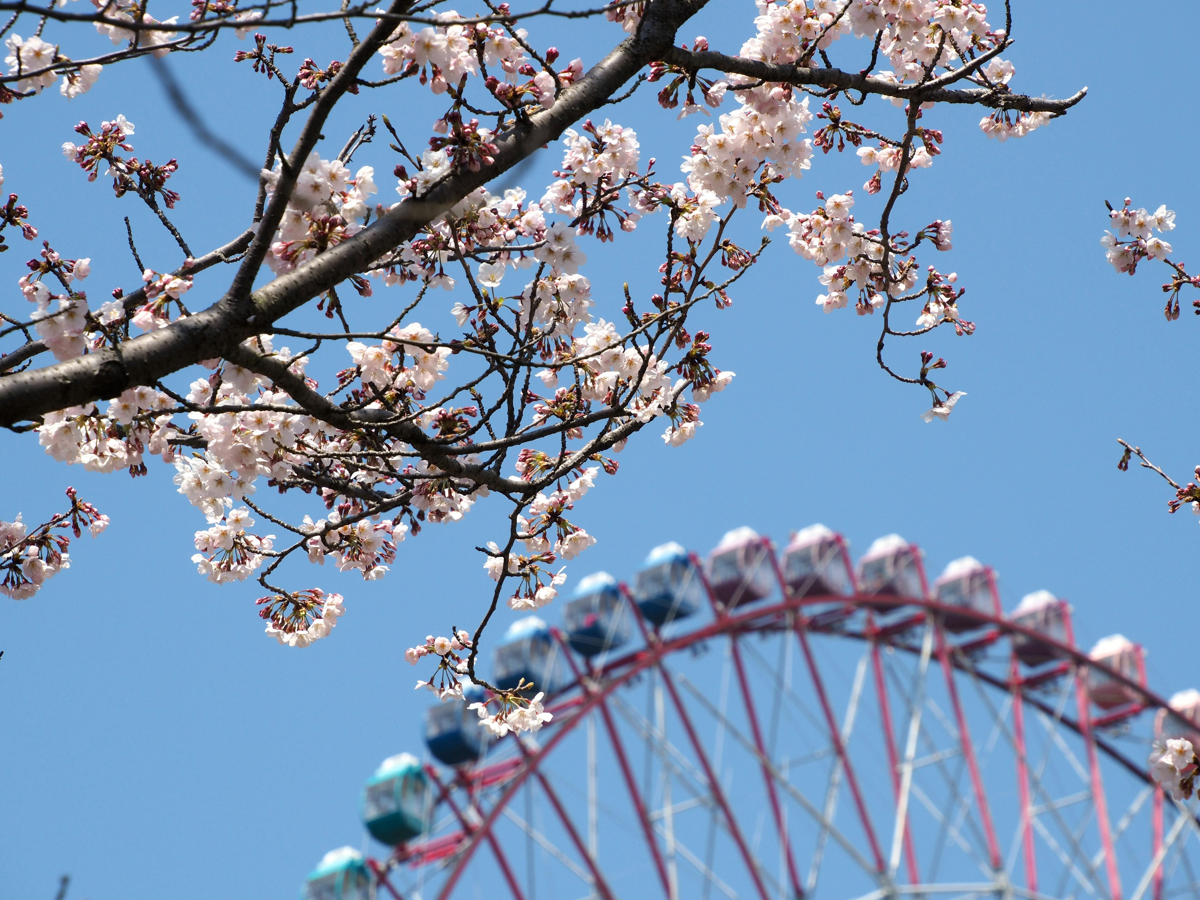 桜の花と観覧車が青空の下にある風景