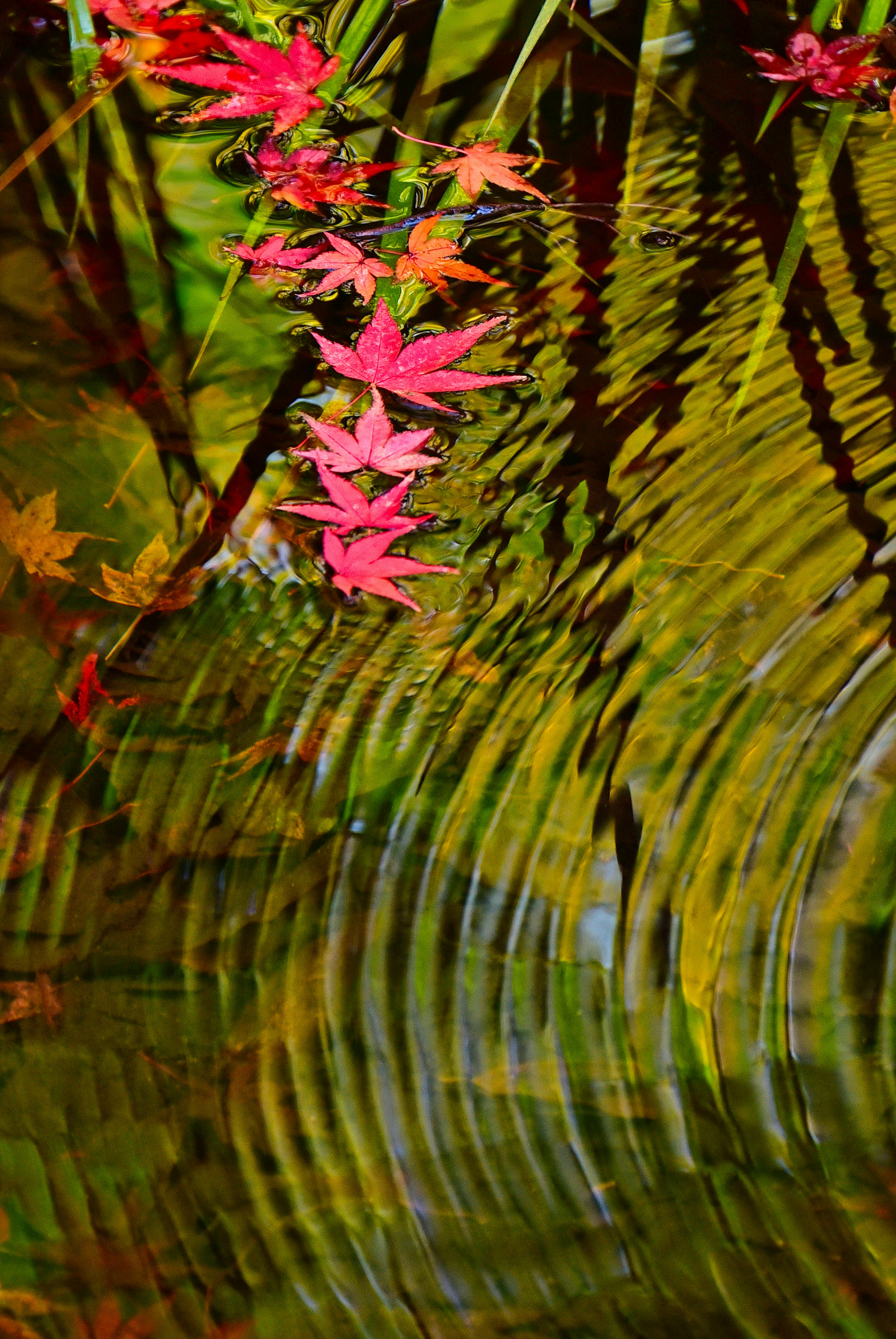 A beautiful scene of red leaves reflected on water with ripples