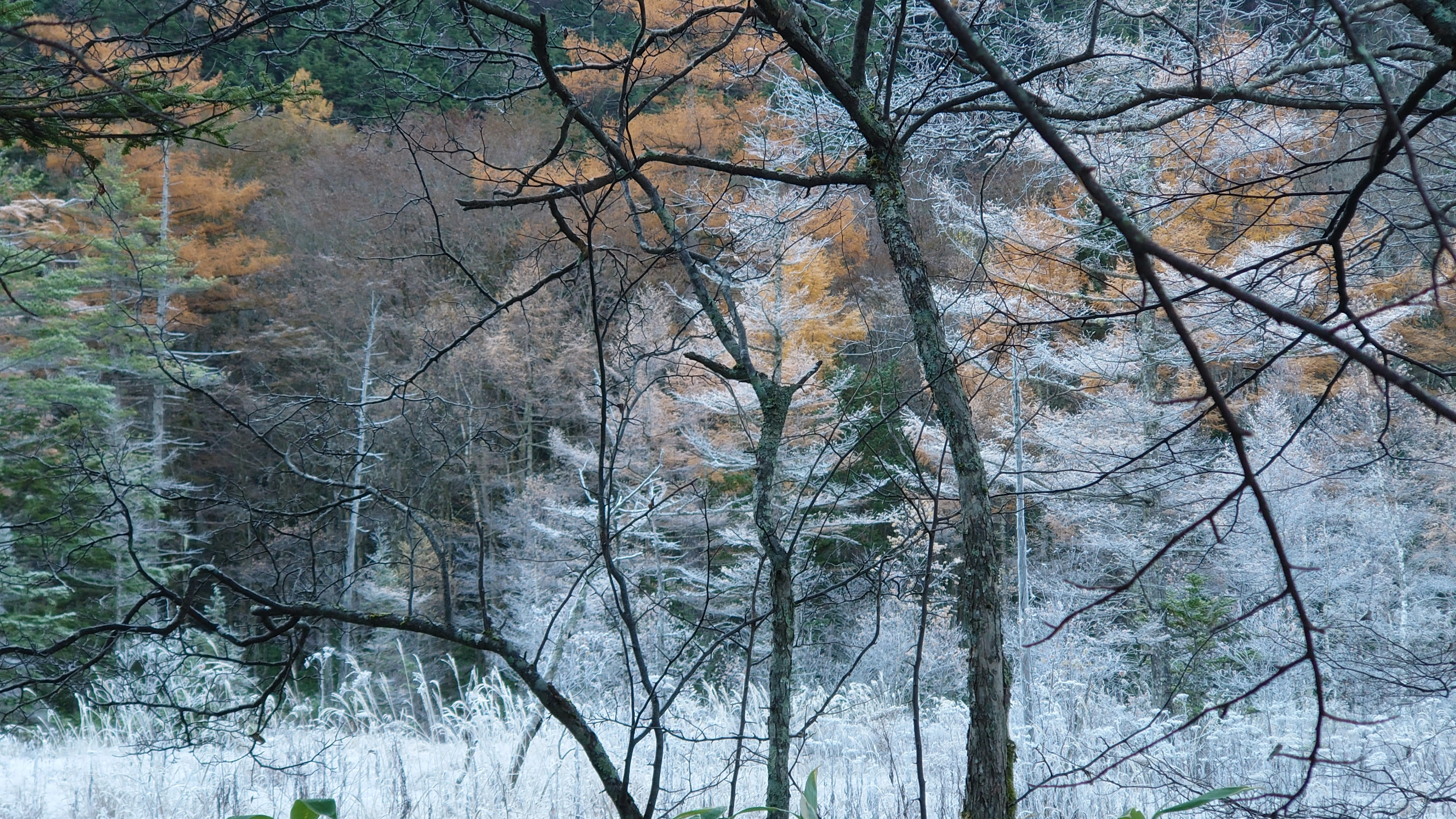 Winterwaldszene mit schneebedeckten Bäumen und orangefarbenen Blättern