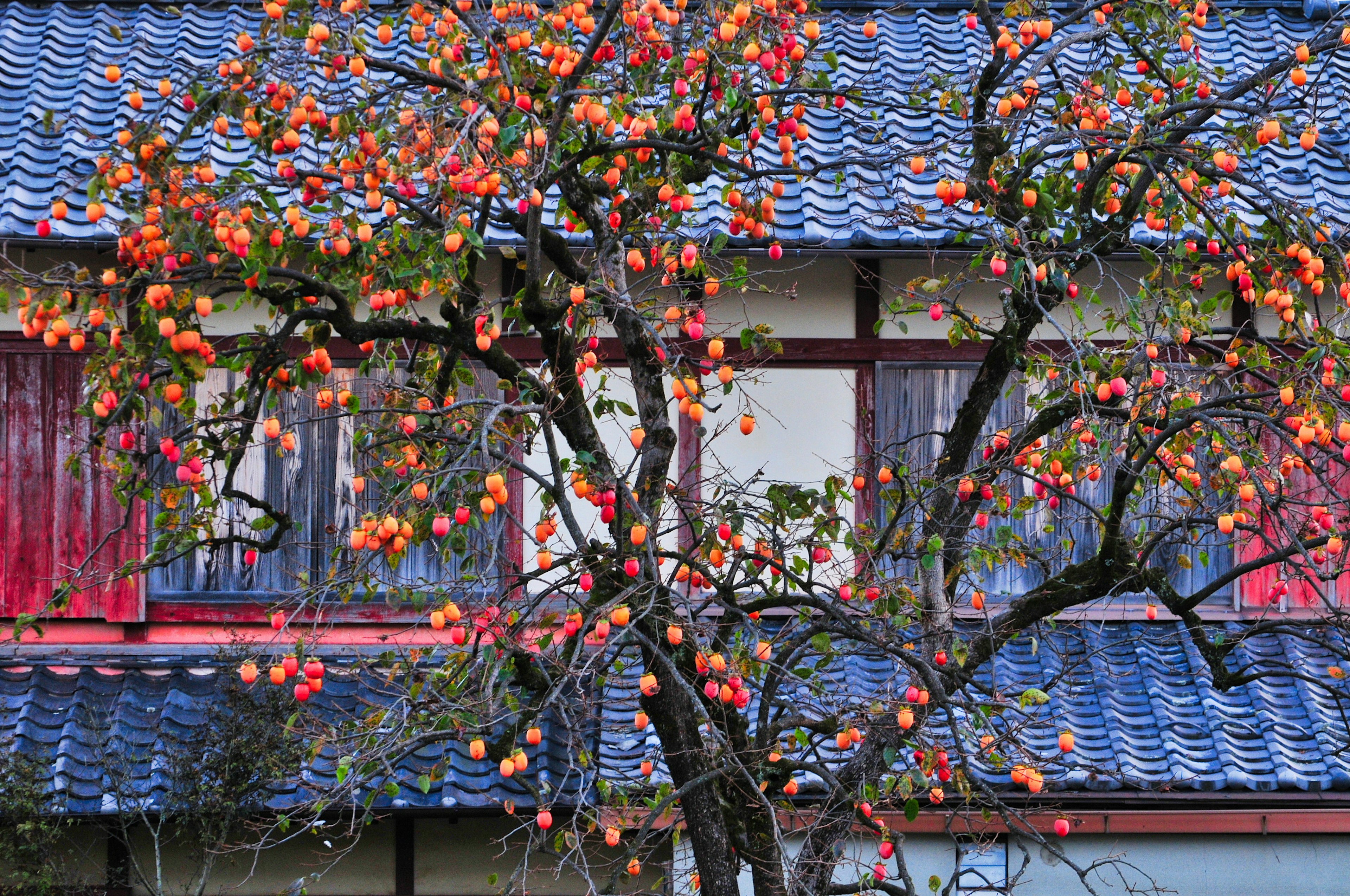 Árbol de caqui cargado de frutas naranjas frente a una casa con techo azul