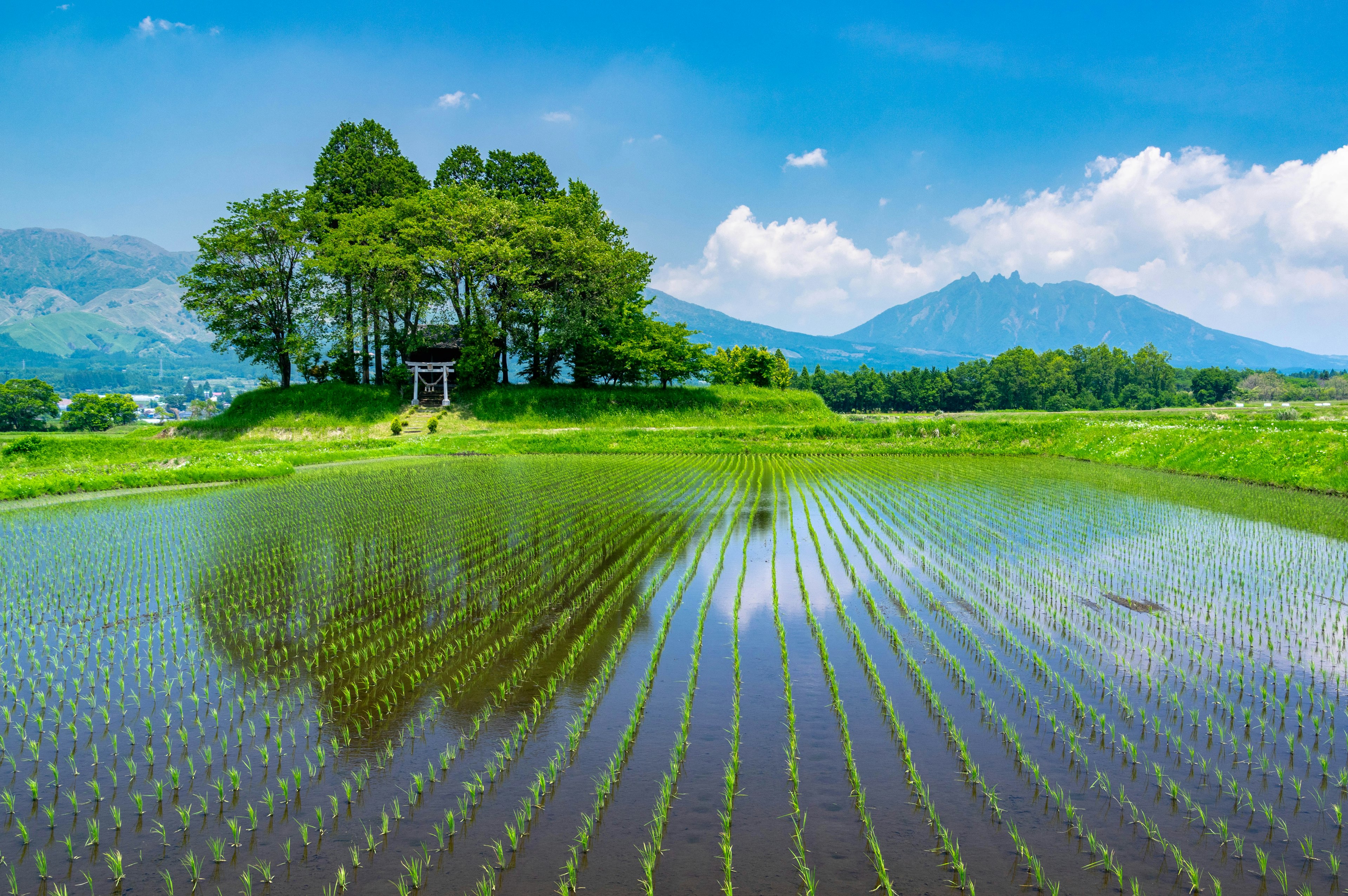 ทุ่งนาที่สวยงามพร้อมภูเขาในพื้นหลัง ข้าวสีเขียวสะท้อนในน้ำ