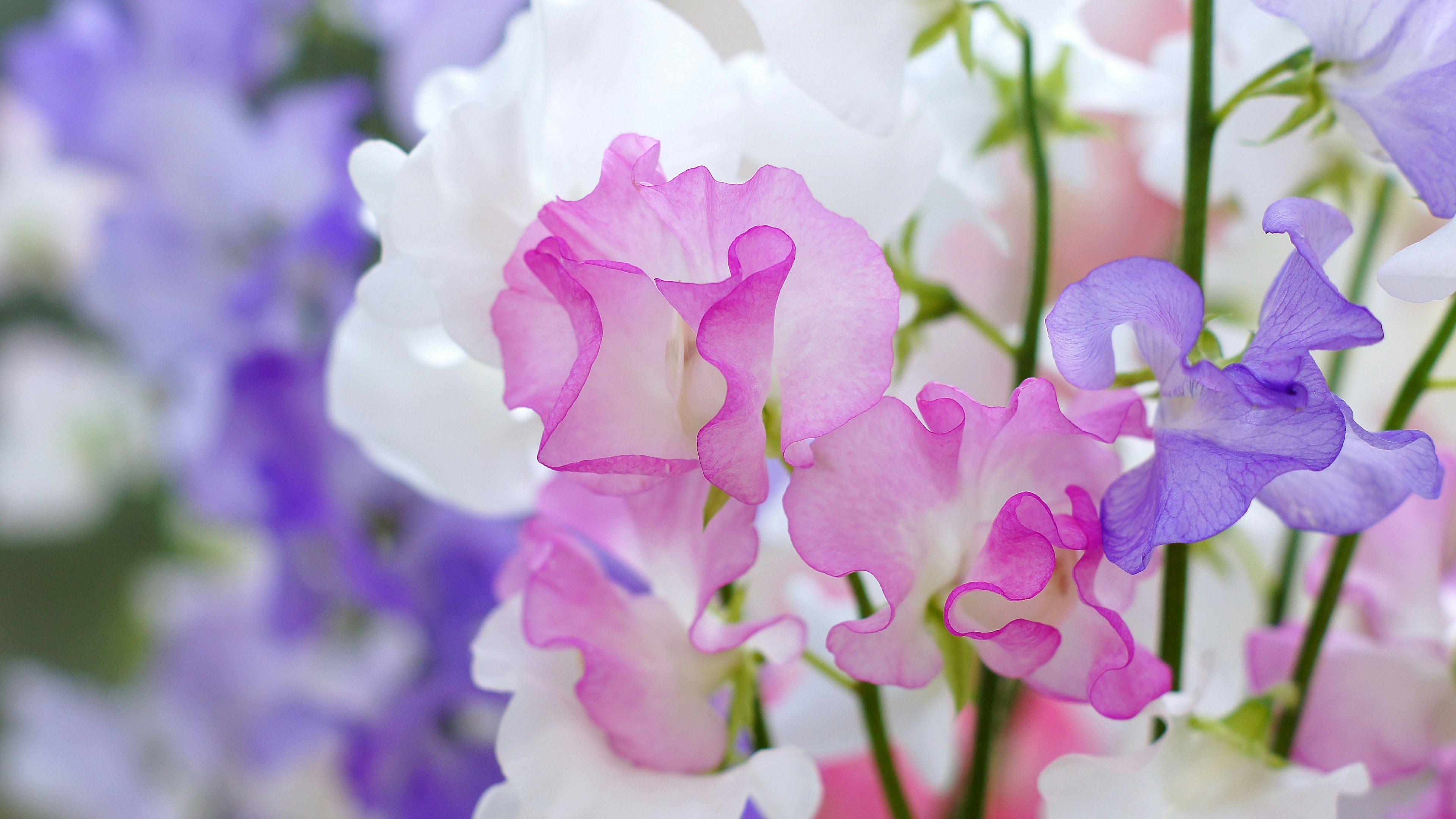 Fiori di pisello dolce colorati che fioriscono in un'esplosione di colori