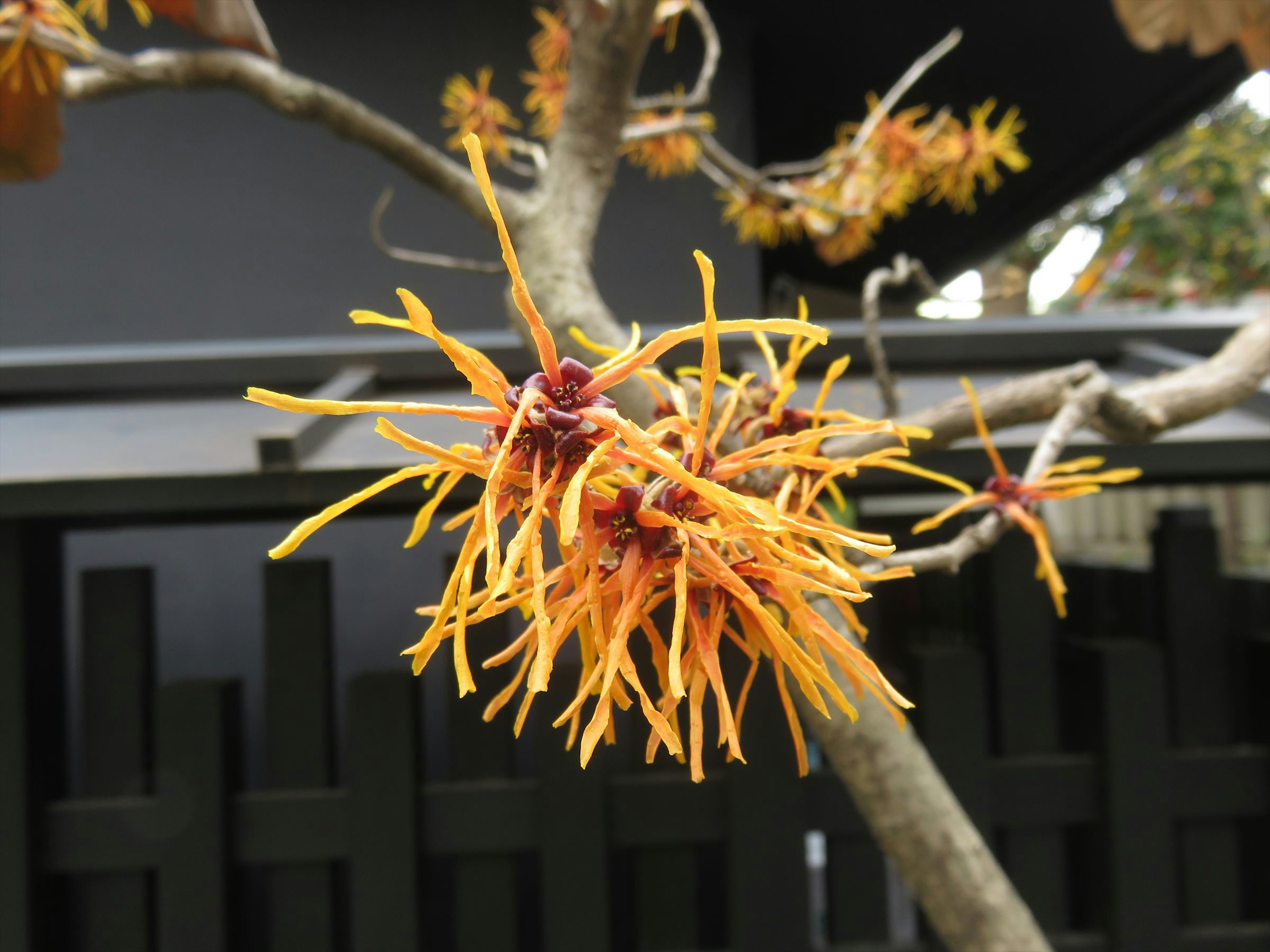 Acercamiento a una rama con flores naranjas brillantes