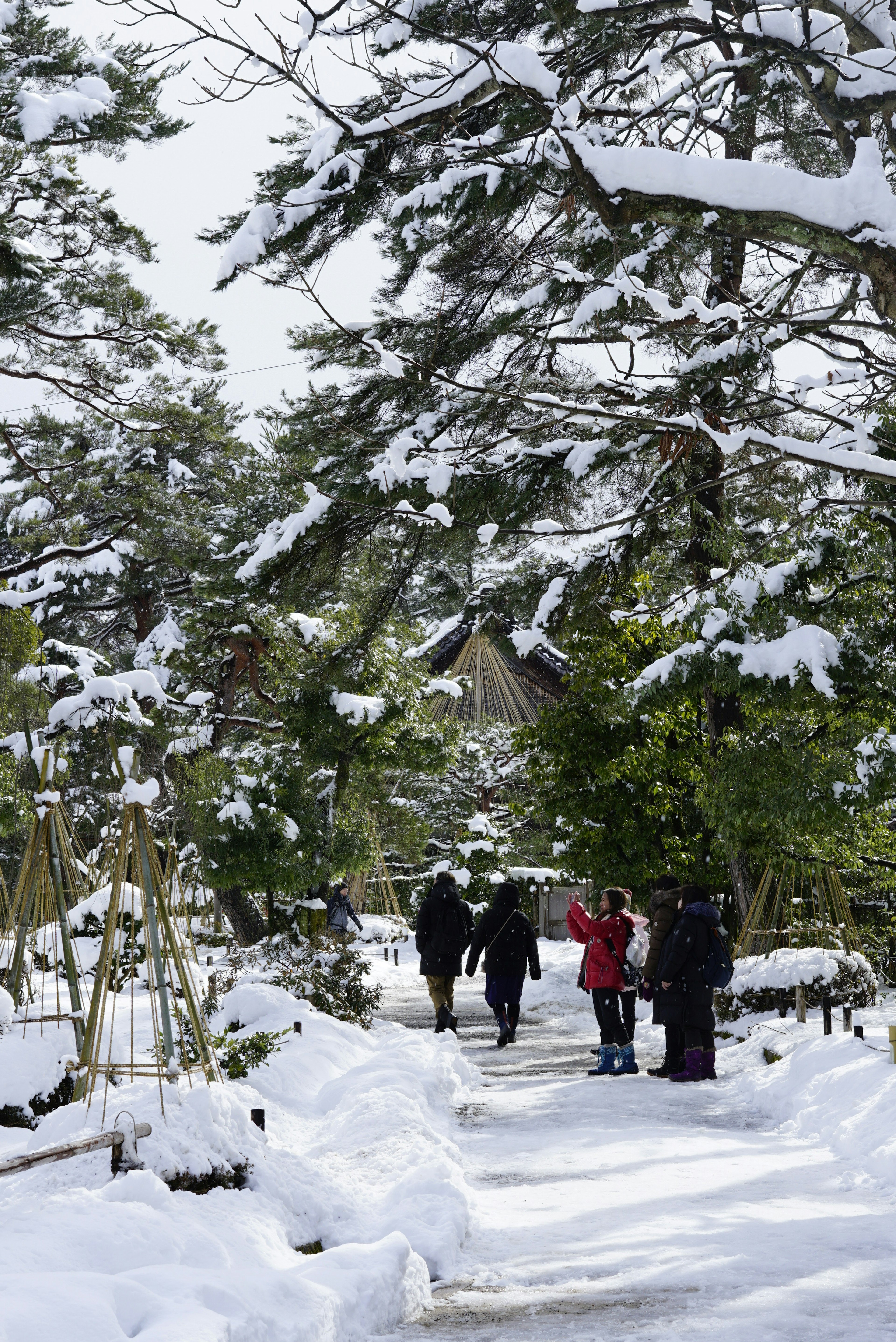 在雪覆盖的小路上行走的人和雪树