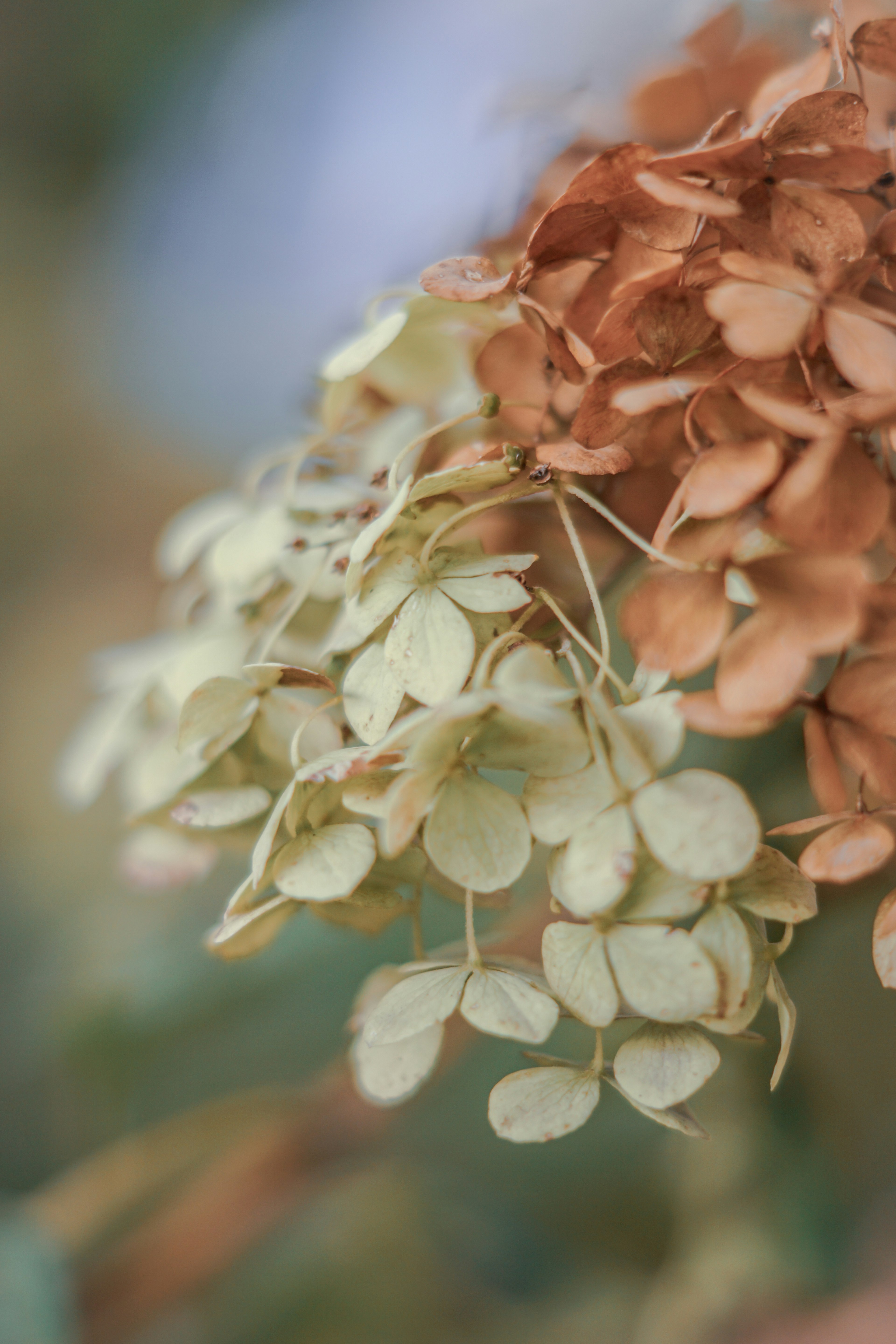 Primer plano de flores de hortensia secas que muestran pétalos naranjas y crema