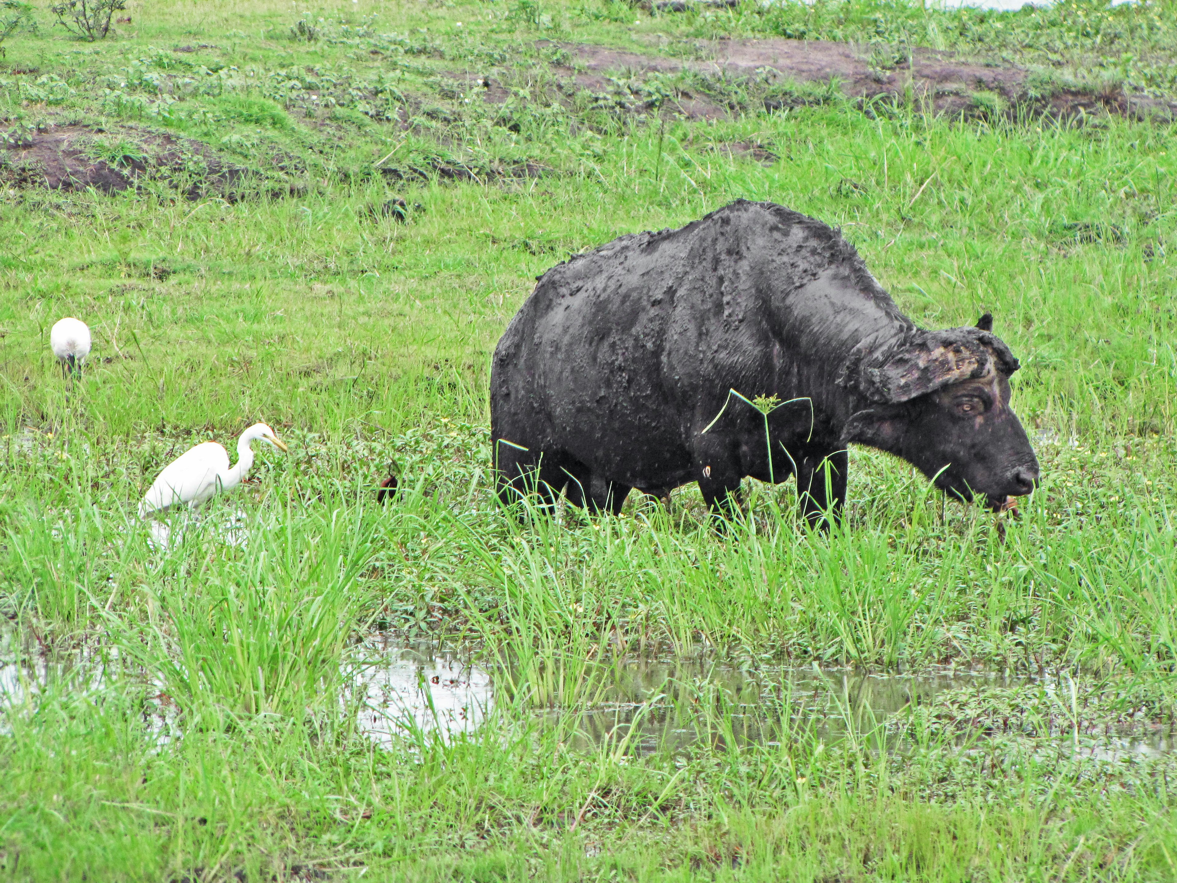 Buffle d'eau broutant dans un champ humide avec un héron blanc à proximité