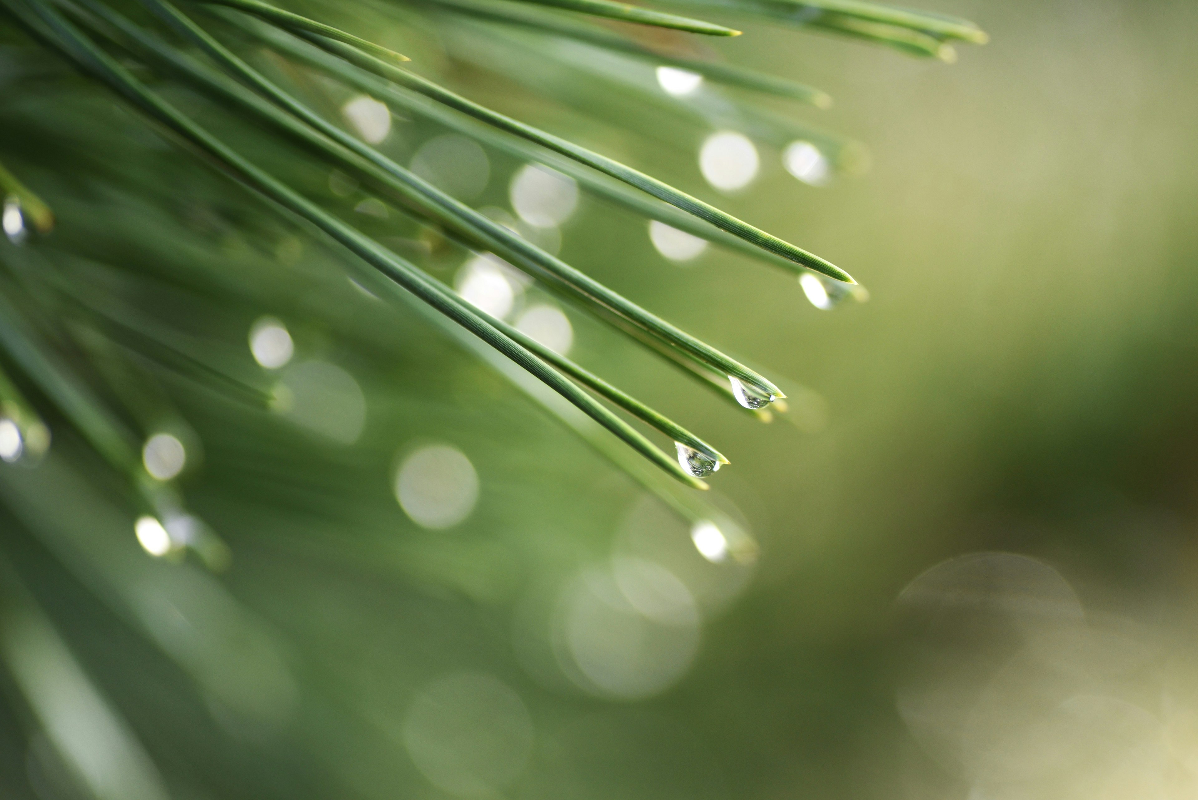 Acercamiento de agujas de pino verdes con gotas de agua