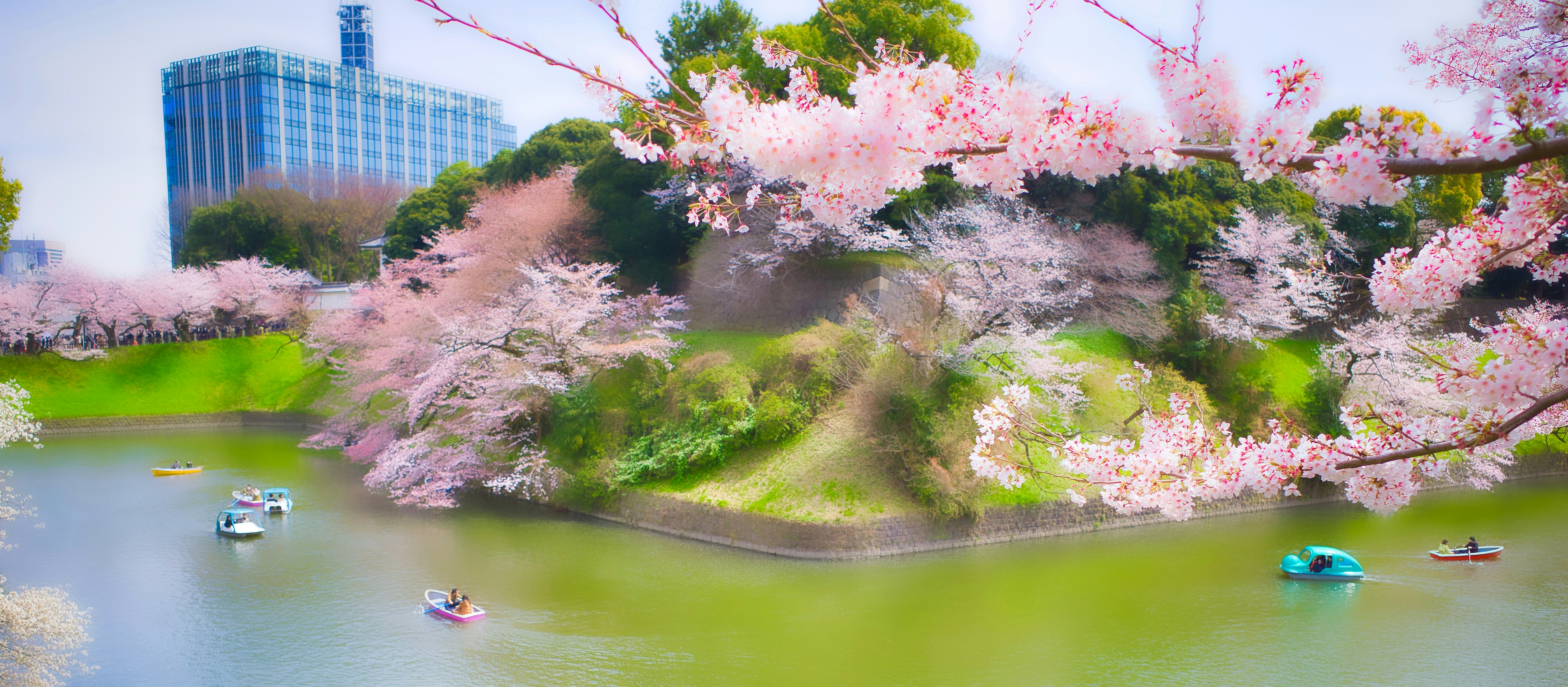 Pemandangan indah bunga sakura di taman dengan perahu di kolam