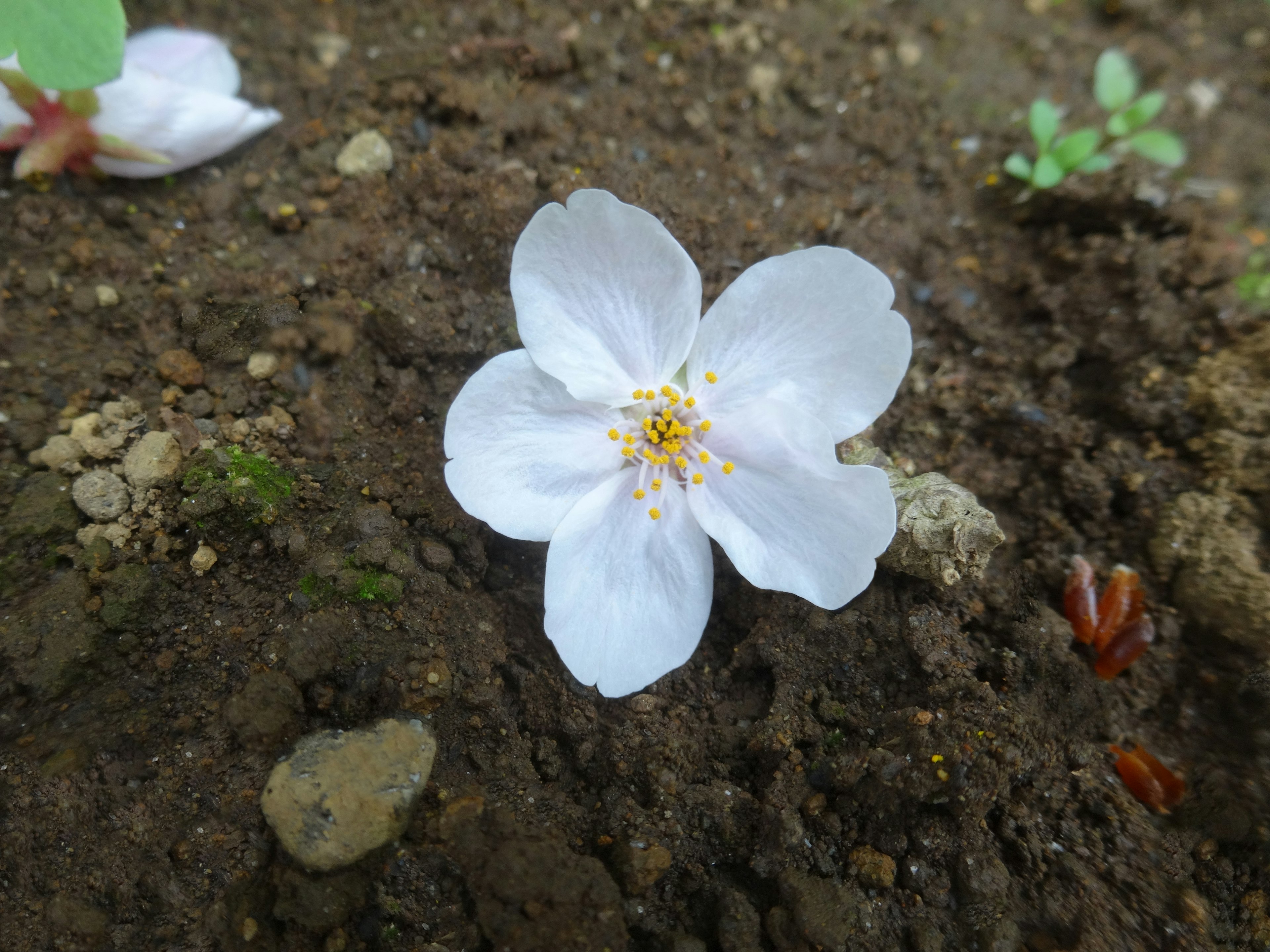 Un fiore di ciliegio bianco che riposa sul terreno