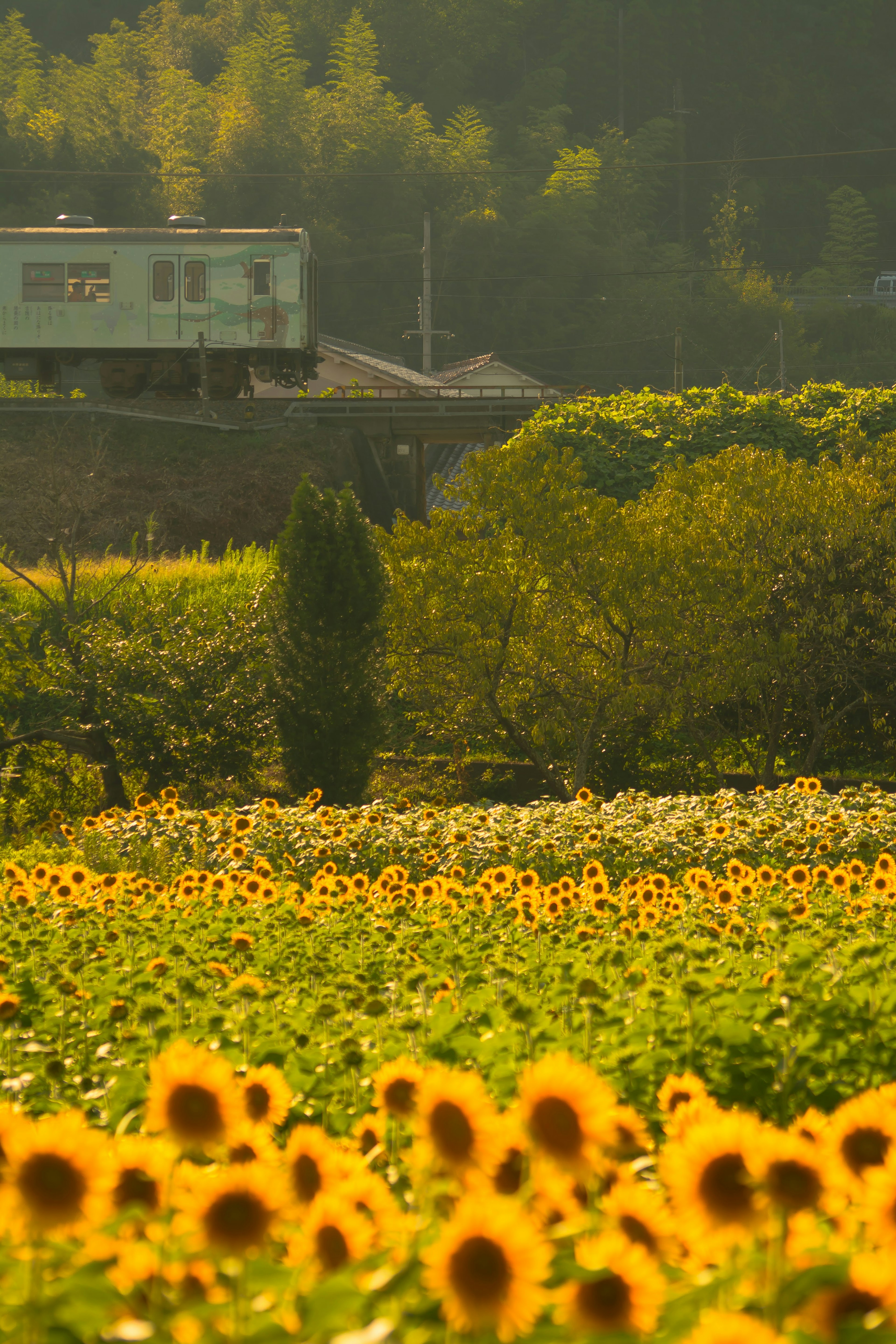 ทิวทัศน์ที่มีทุ่งดอกทานตะวันและรถไฟสีเขียว