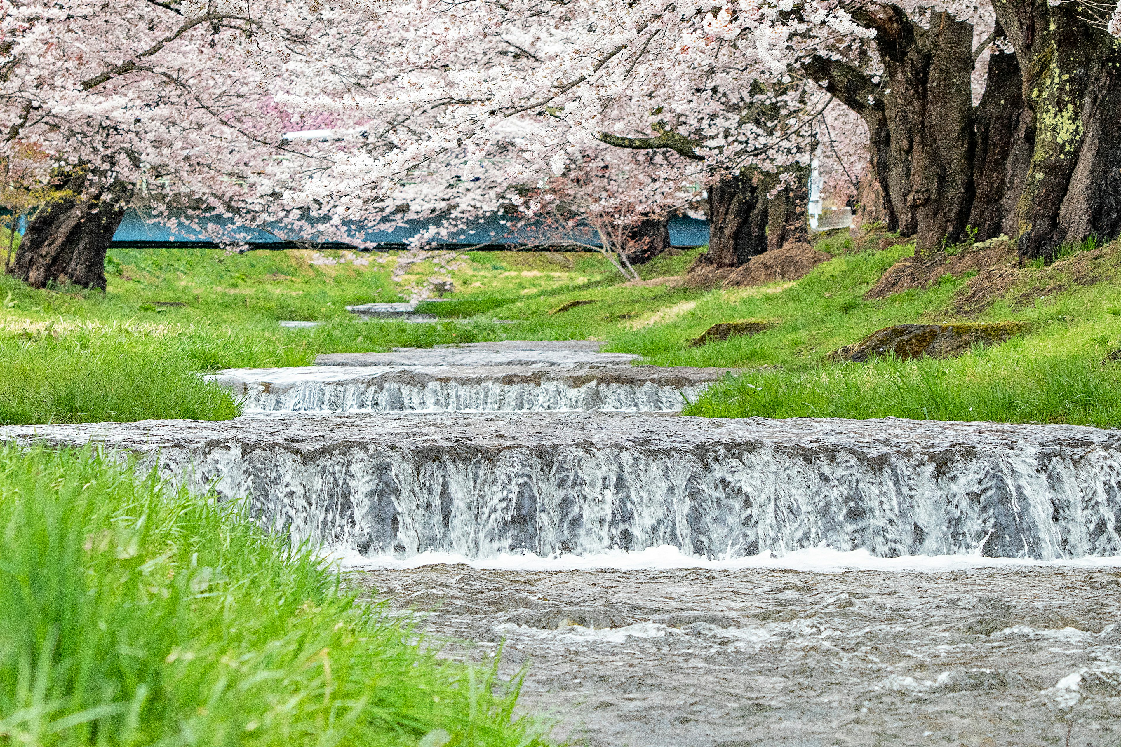 Pemandangan indah aliran sungai di bawah pohon sakura