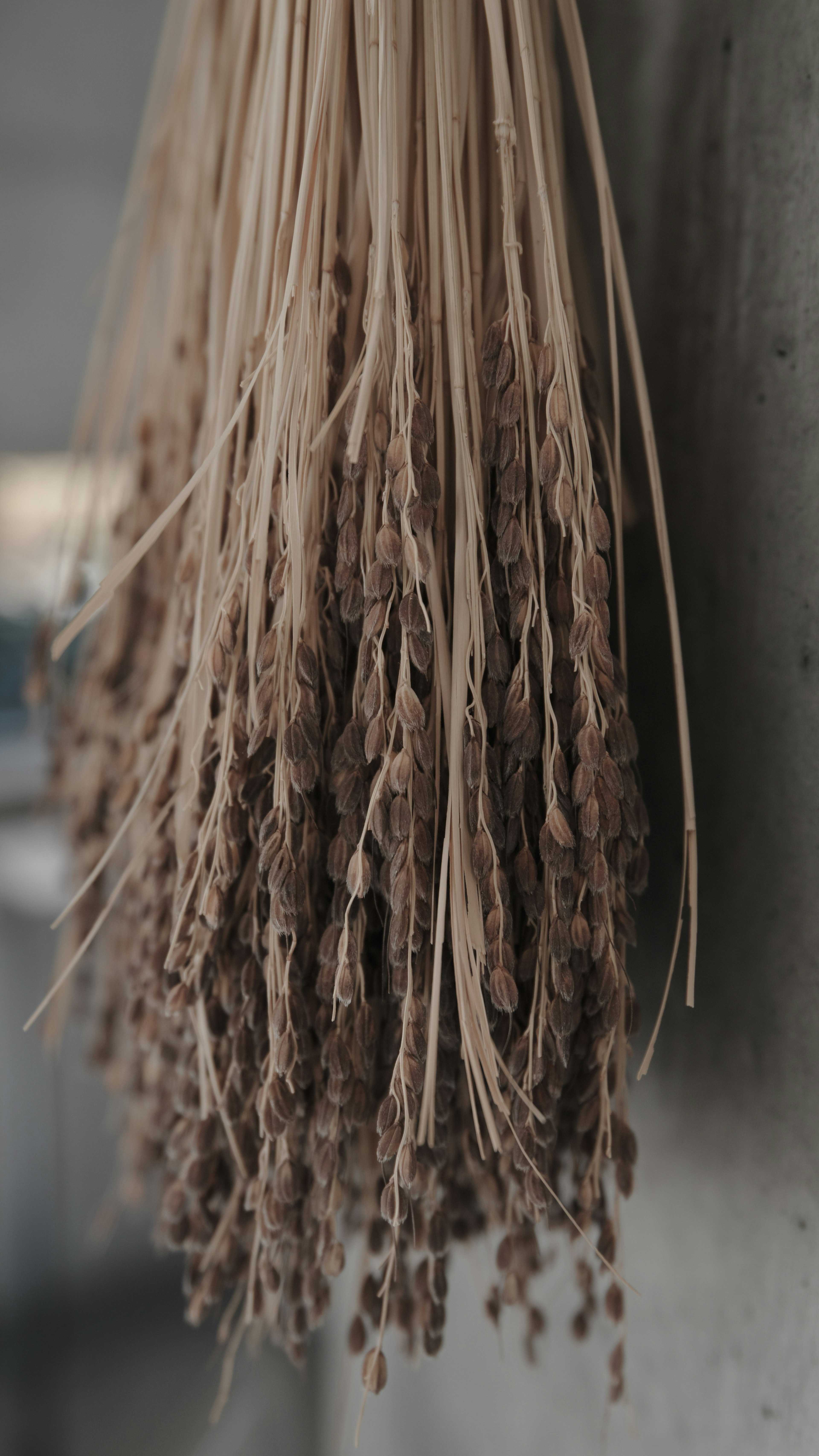 A bundle of dried plants hanging against a wall