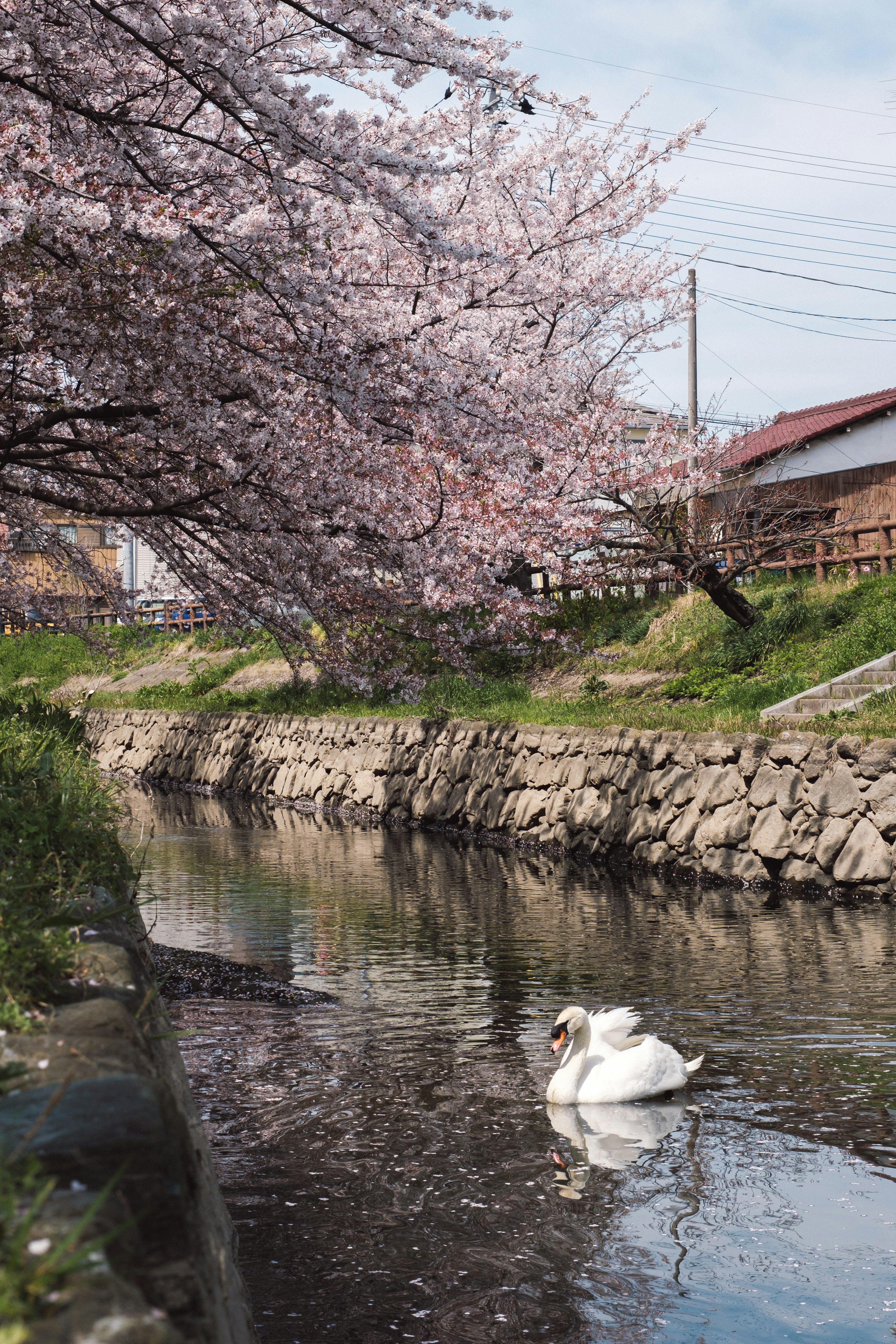 桜の木の下を泳ぐ白鳥の美しい景色