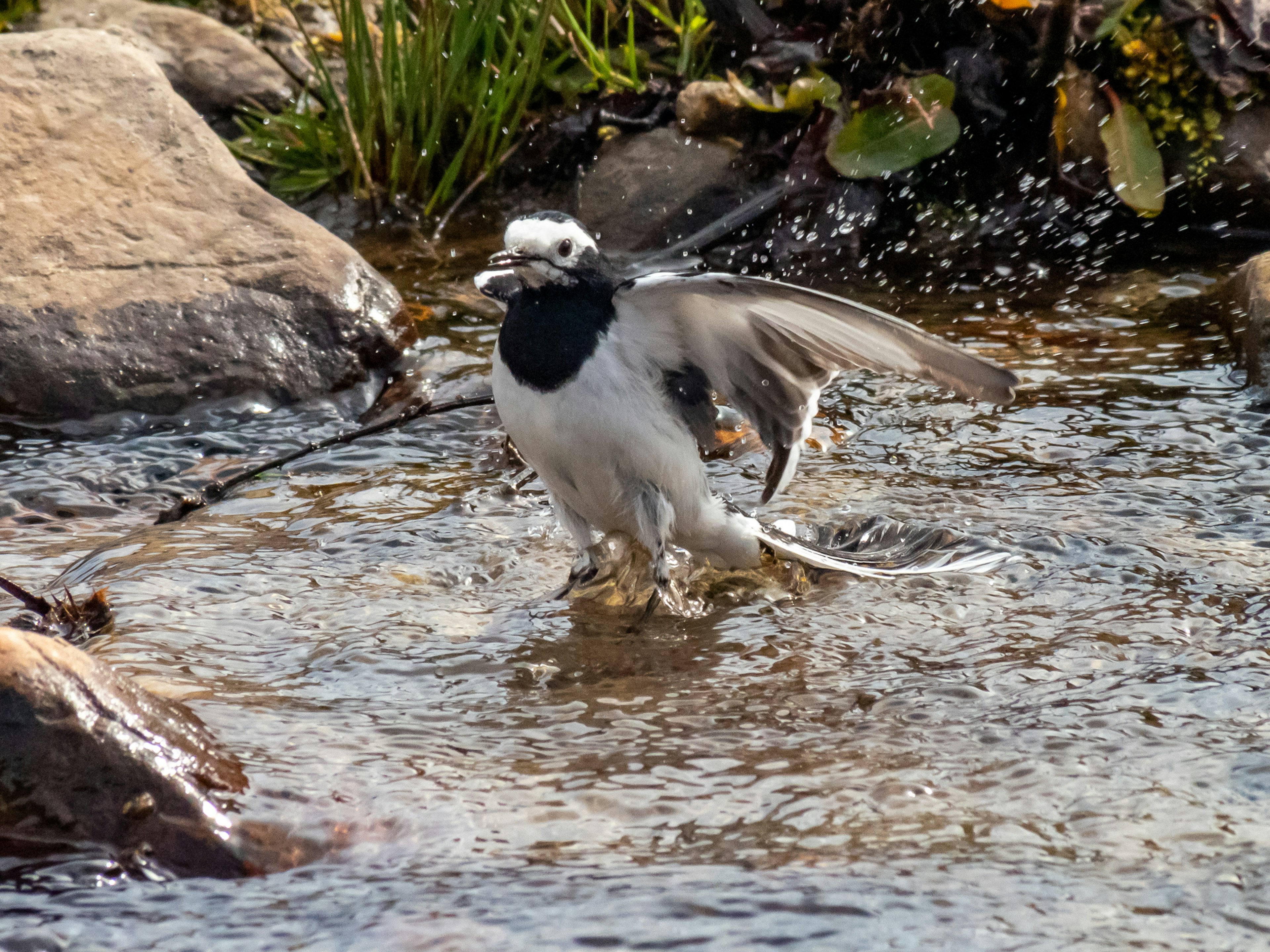 Un oiseau noir et blanc déployant ses ailes dans un ruisseau