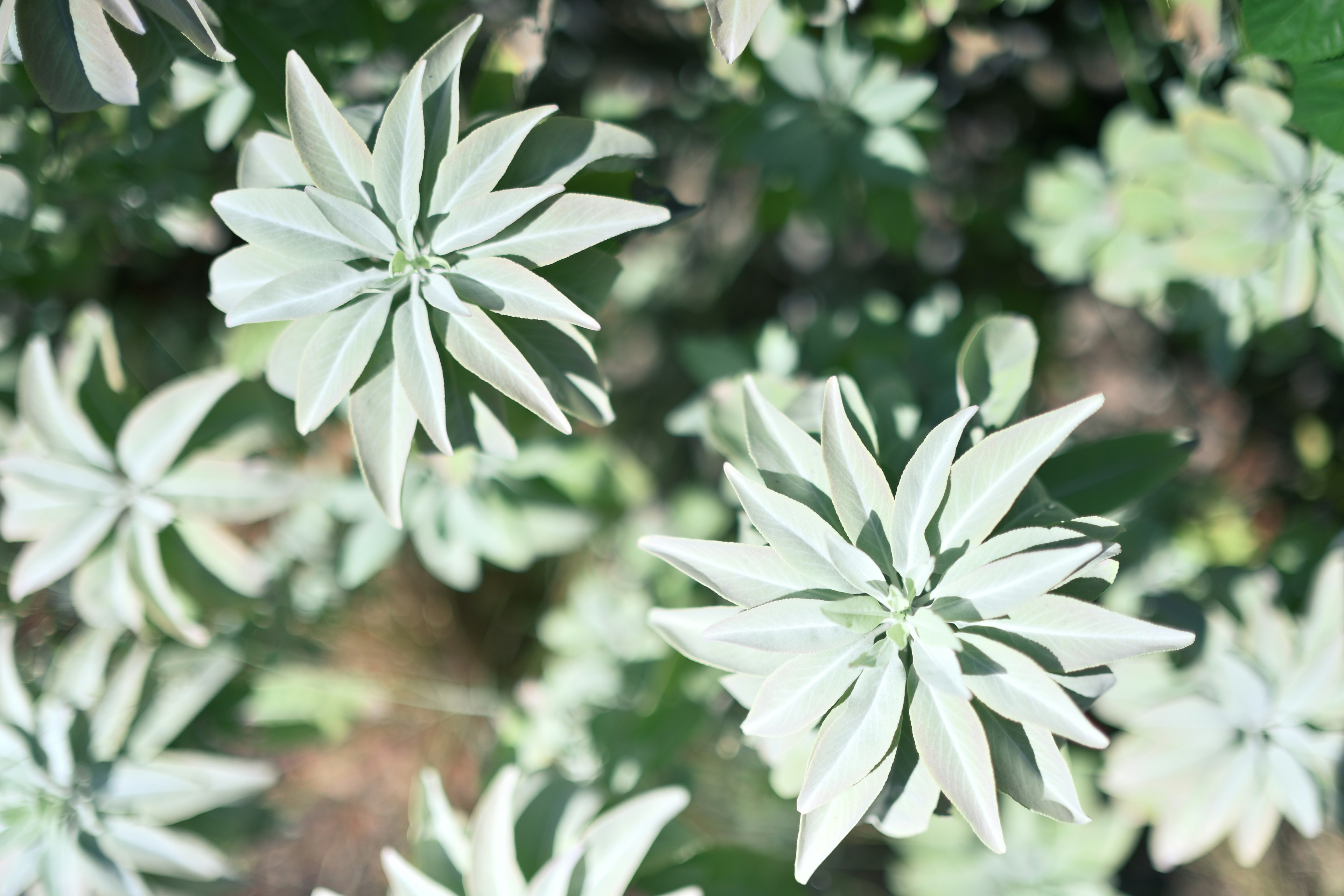 Bird's eye view of a plant with white leaves