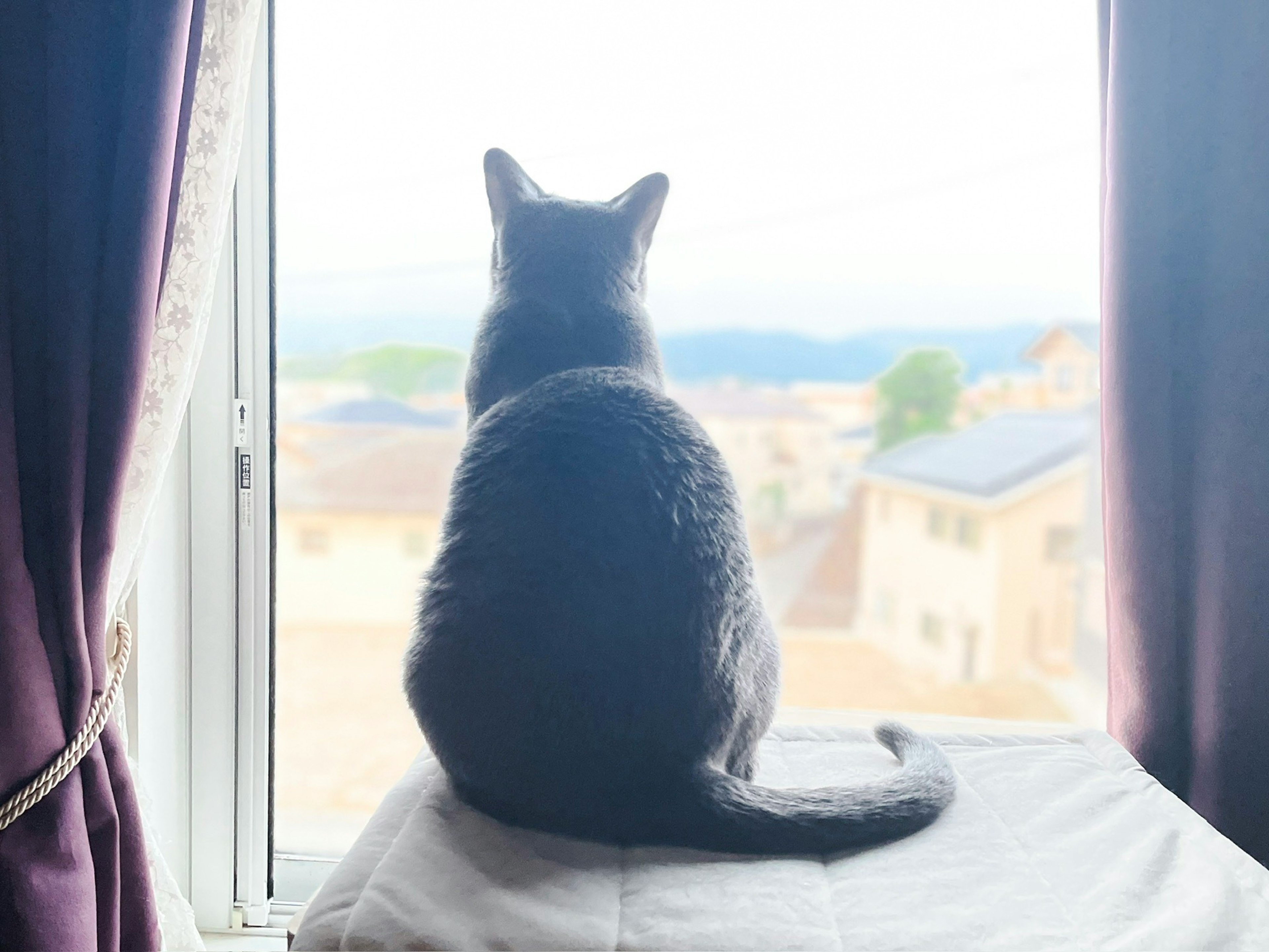 Graue Katze sitzt am Fenster und schaut nach draußen