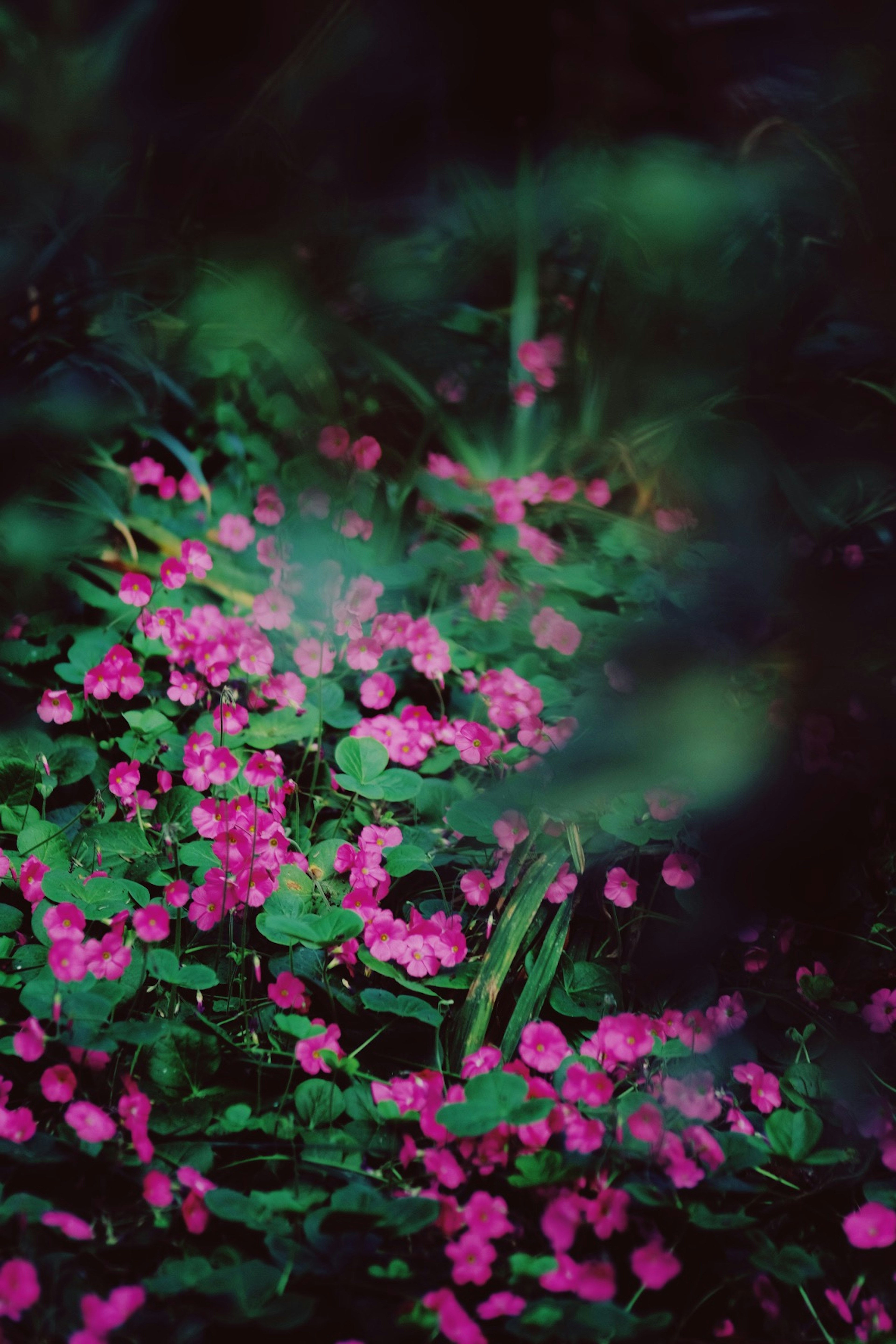 Cluster aus kleinen rosa Blumen umgeben von grünen Blättern