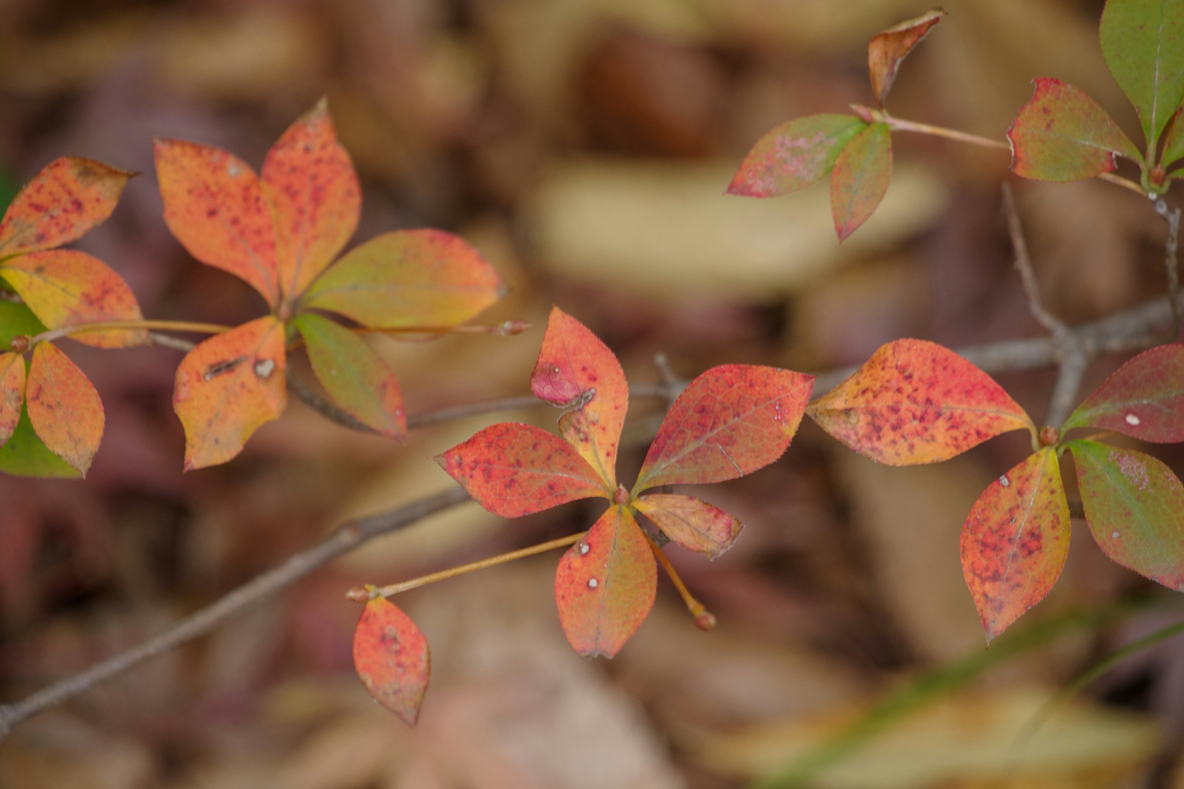 ภาพใกล้ของใบไม้ฤดูใบไม้ร่วงในเฉดสีแดงและเขียว