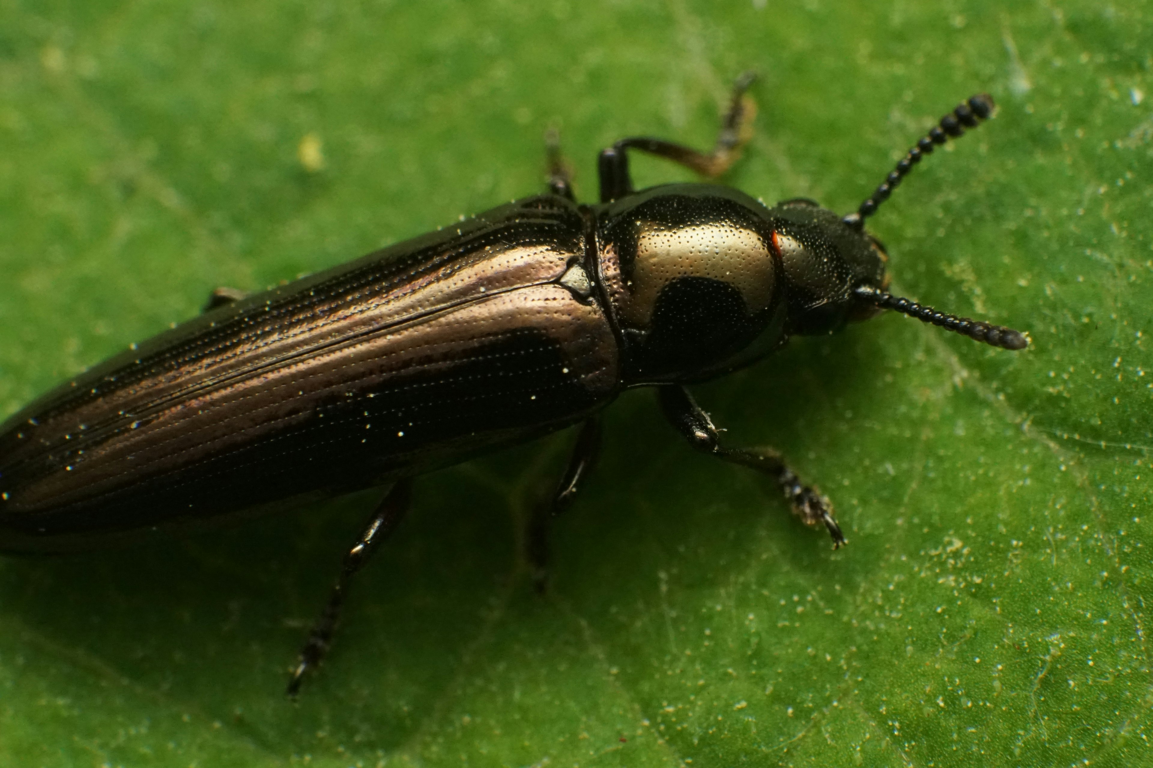 A black insect resting on a green leaf