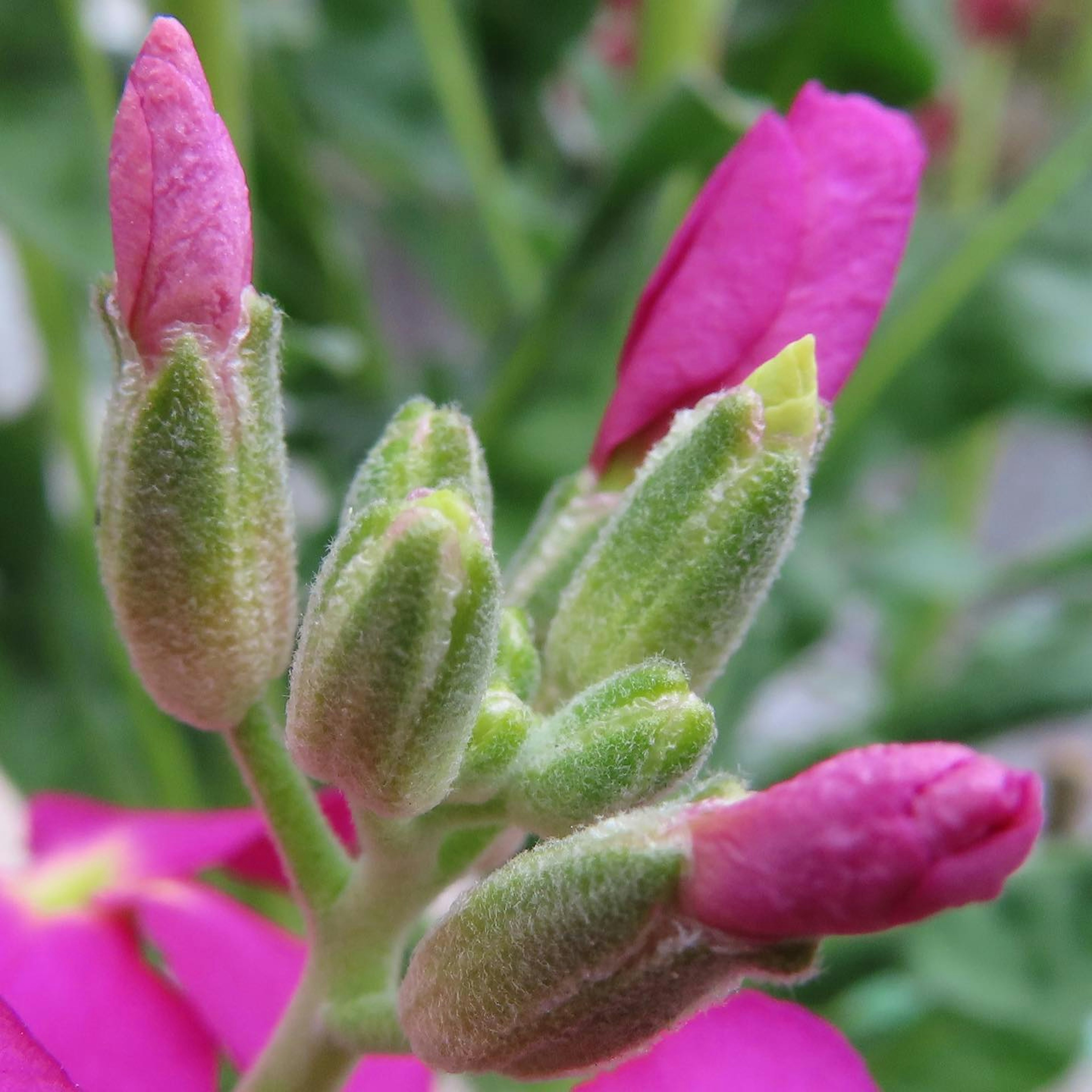 Close-up of vibrant pink flower buds