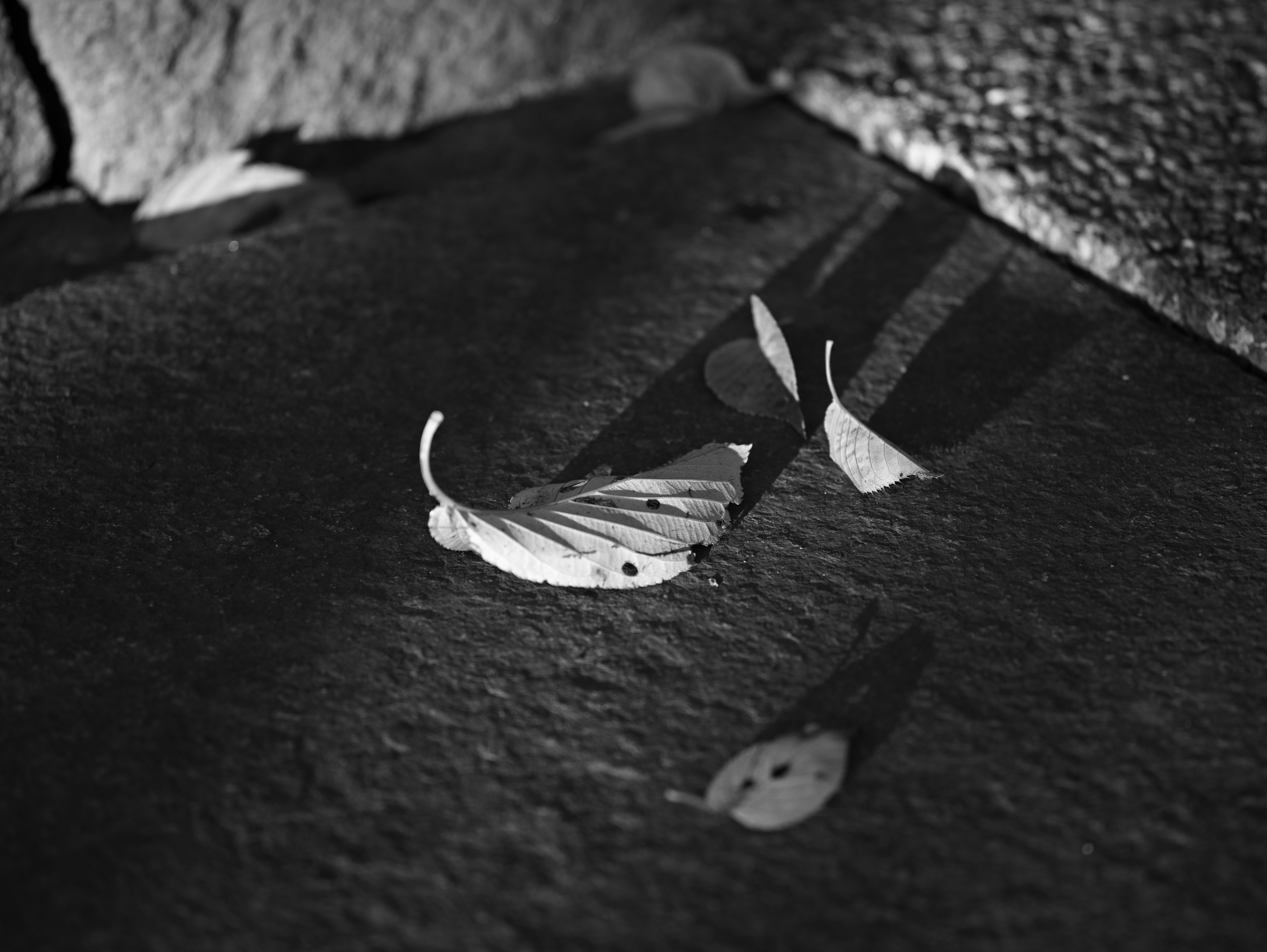 Black and white leaves lying on the ground casting shadows