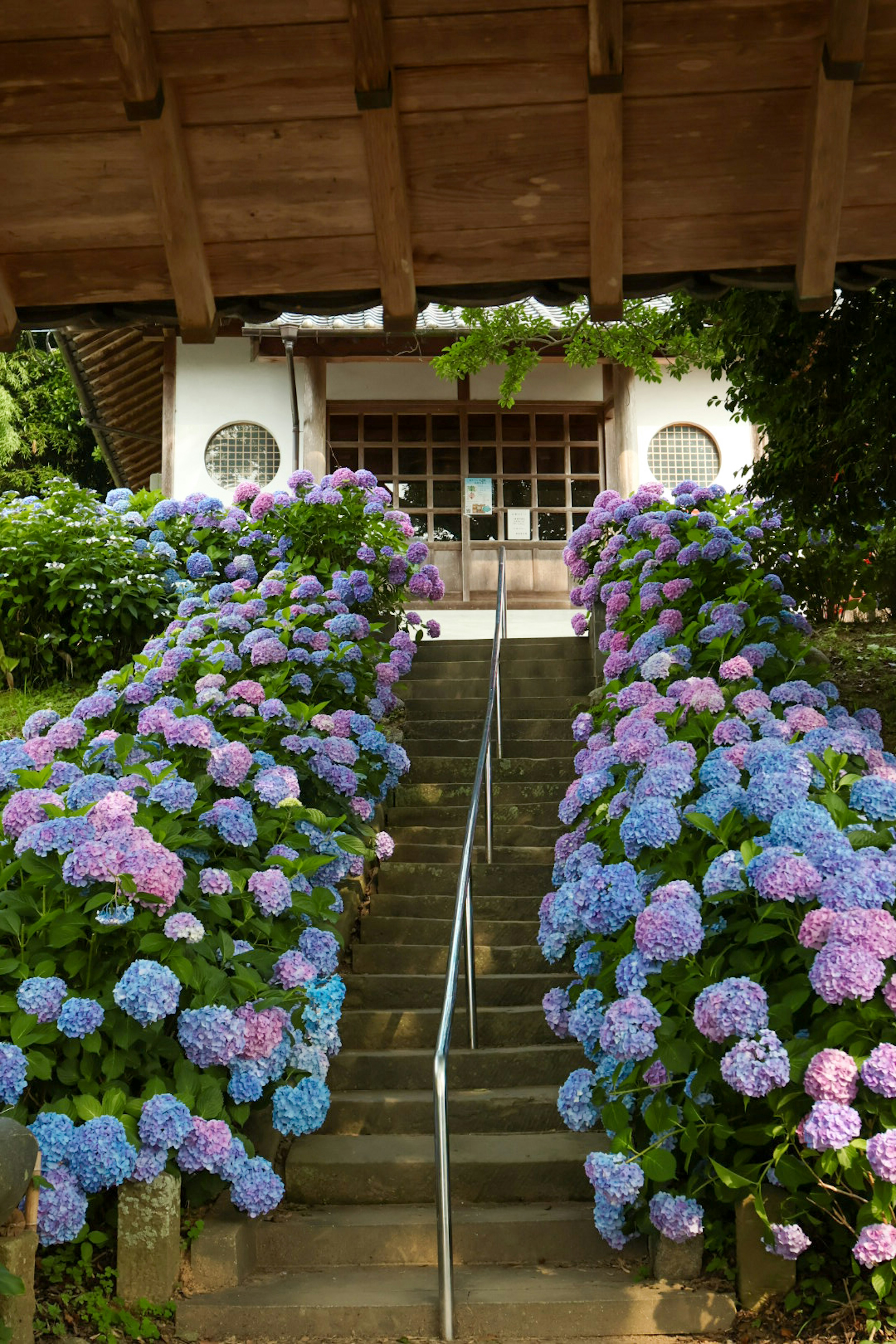 Schöne Szene mit blauen und lila Hortensien, die entlang der Treppe blühen