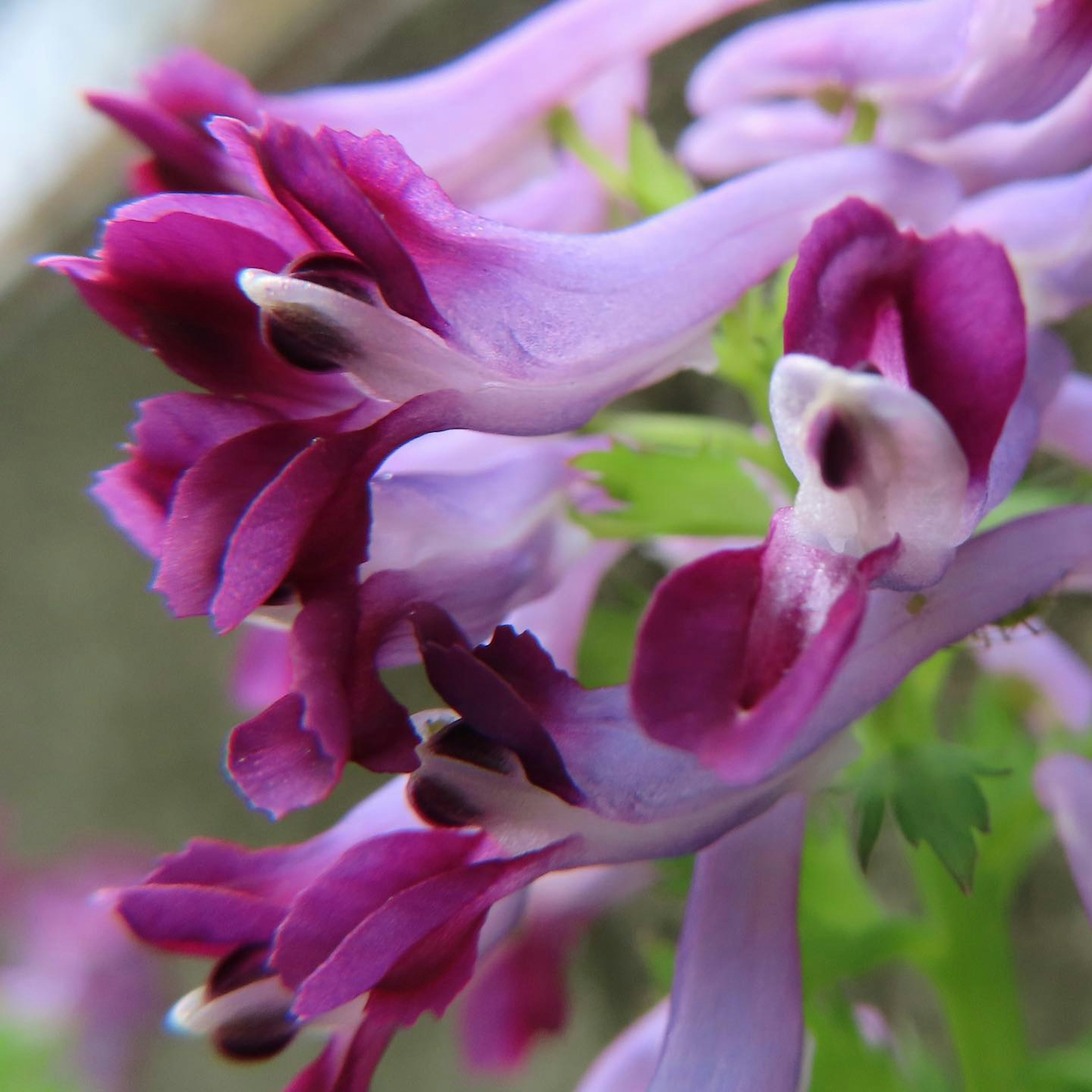 Gros plan de fleurs violettes en fleurs sur une plante