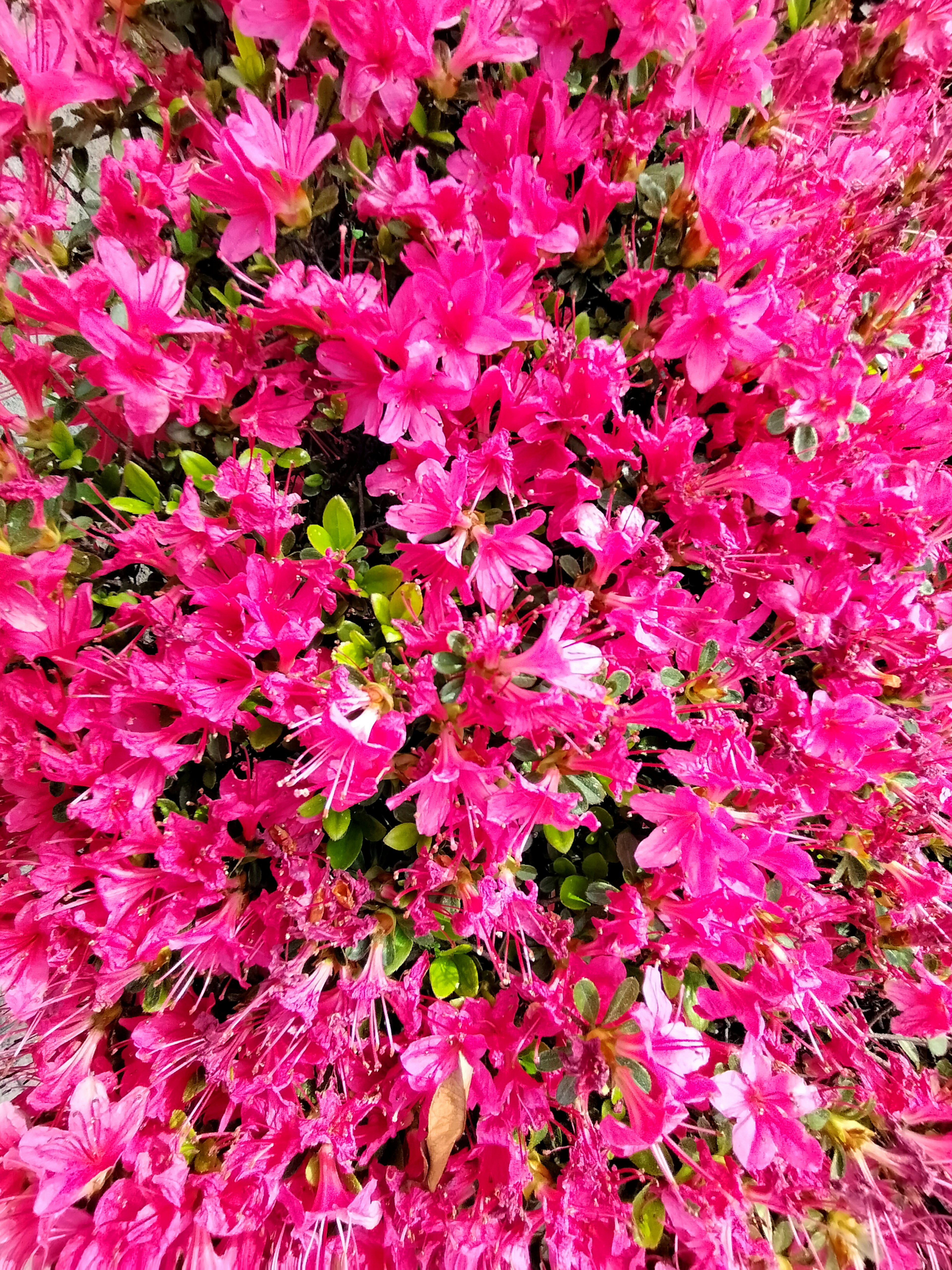 Vibrant pink azalea flowers in full bloom