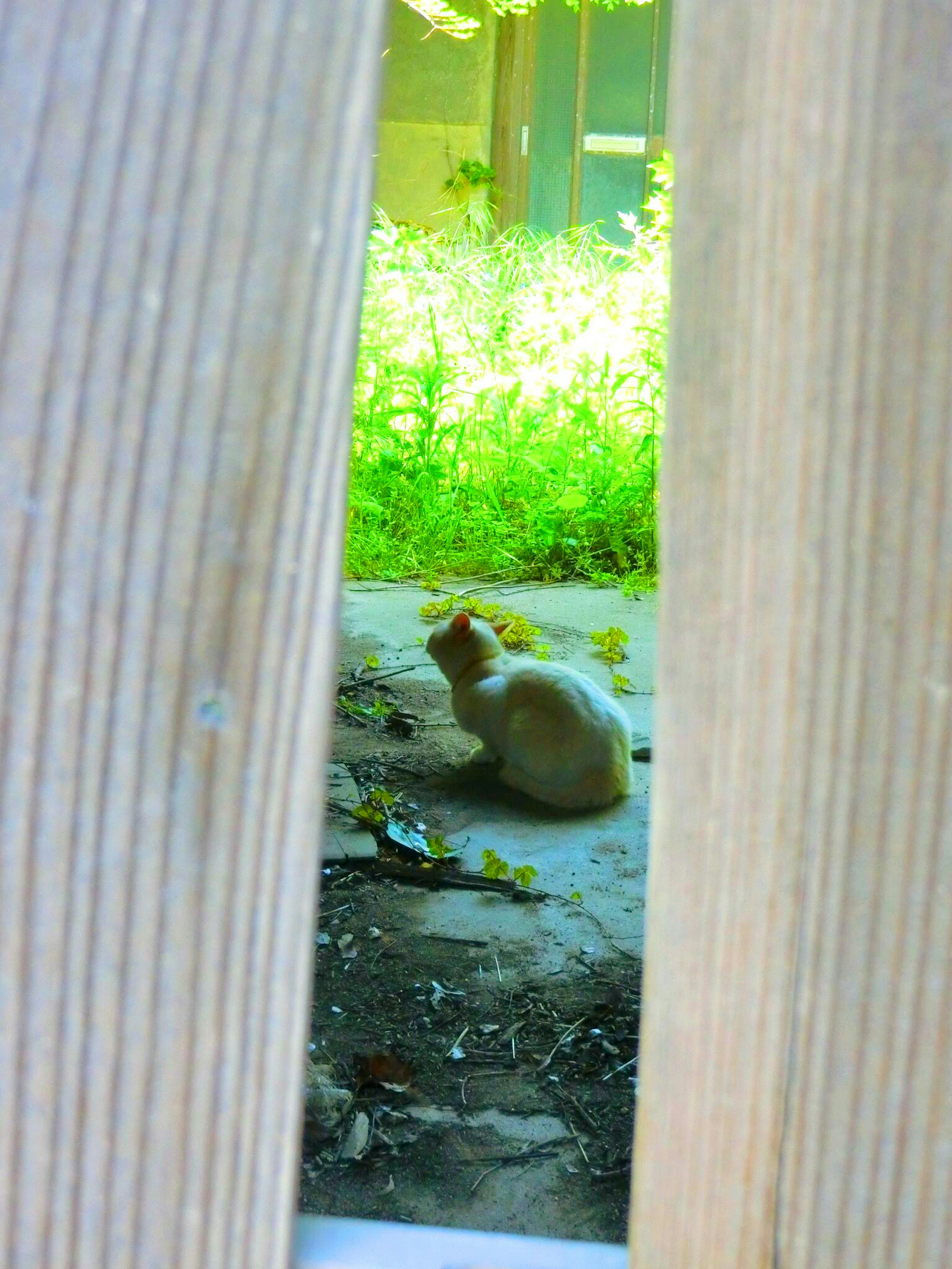 A white cat seen through a wooden fence with green grass in the background