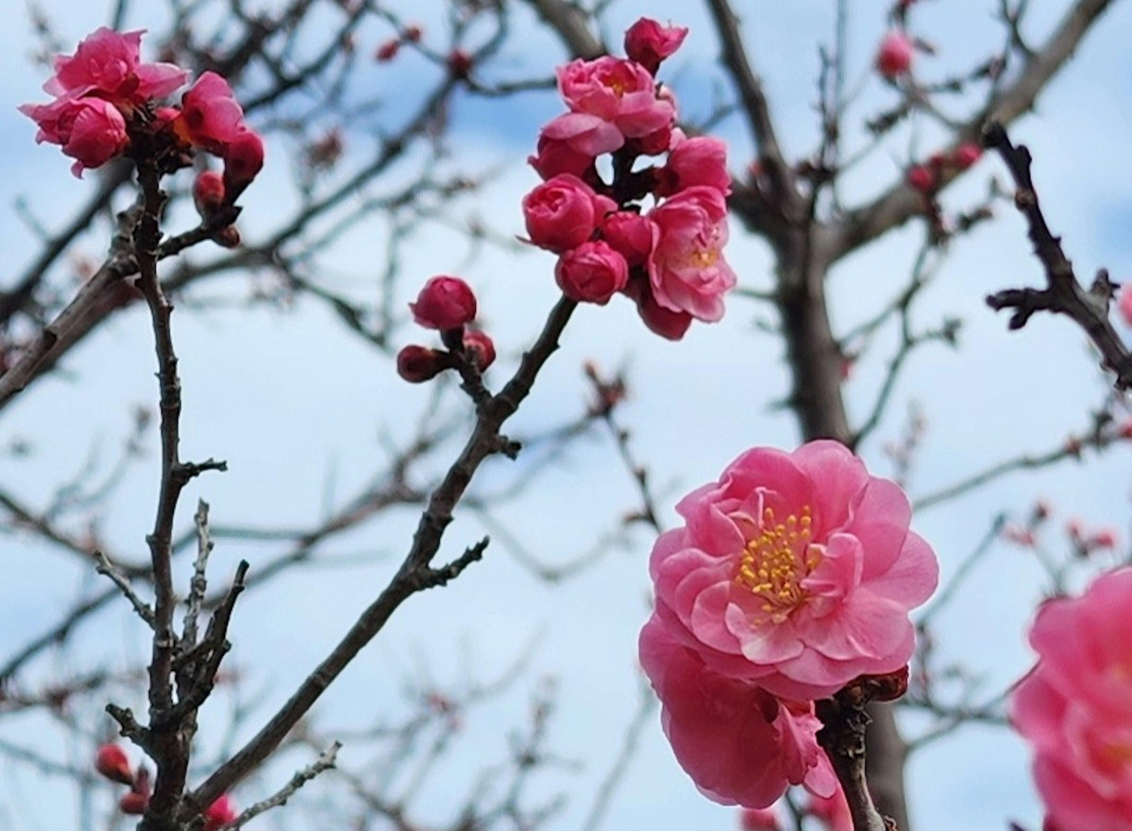 Branches of a plum tree with pink blossoms