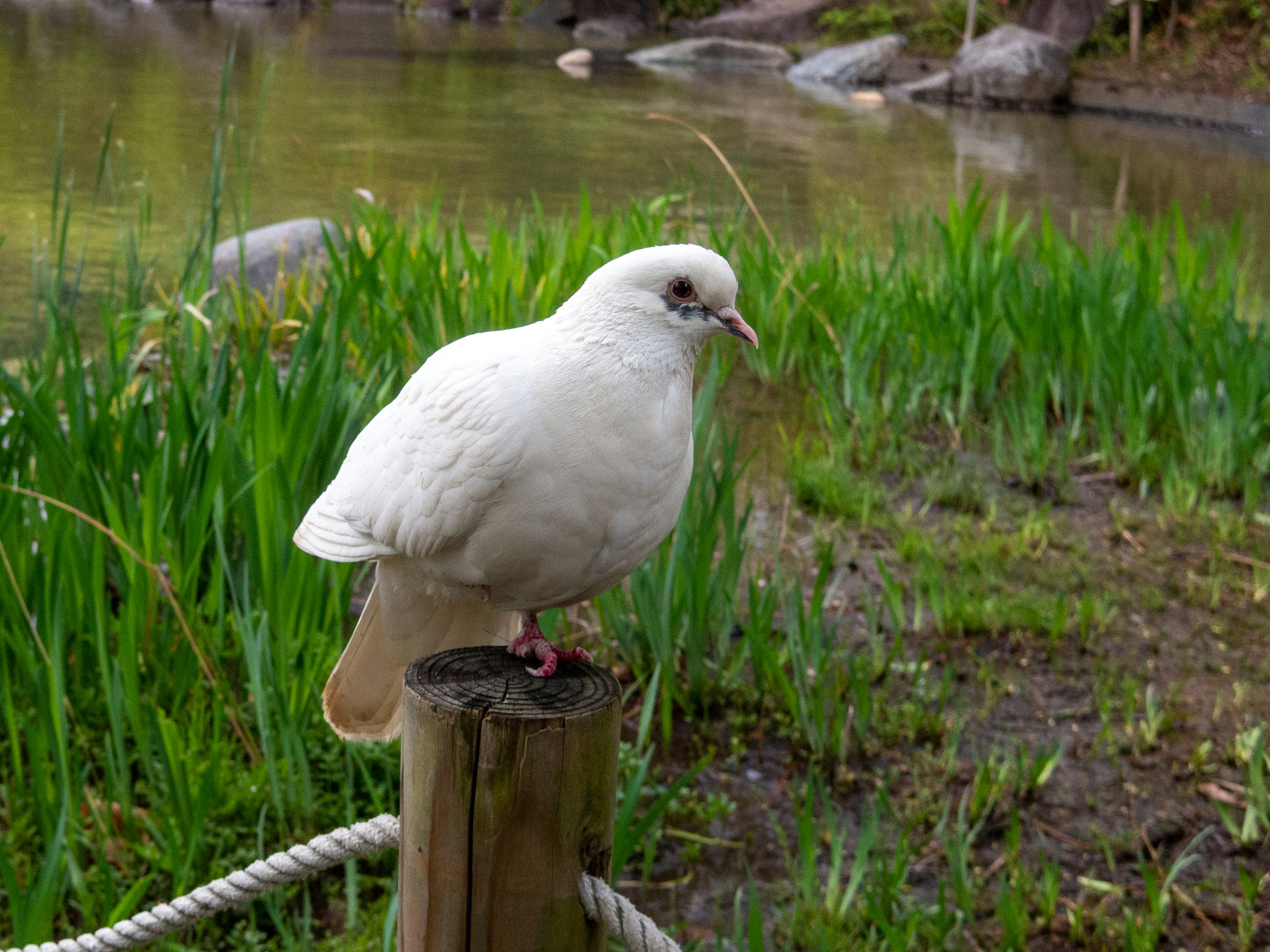 Una paloma blanca posada en un poste de madera cerca de un área verde junto a un estanque