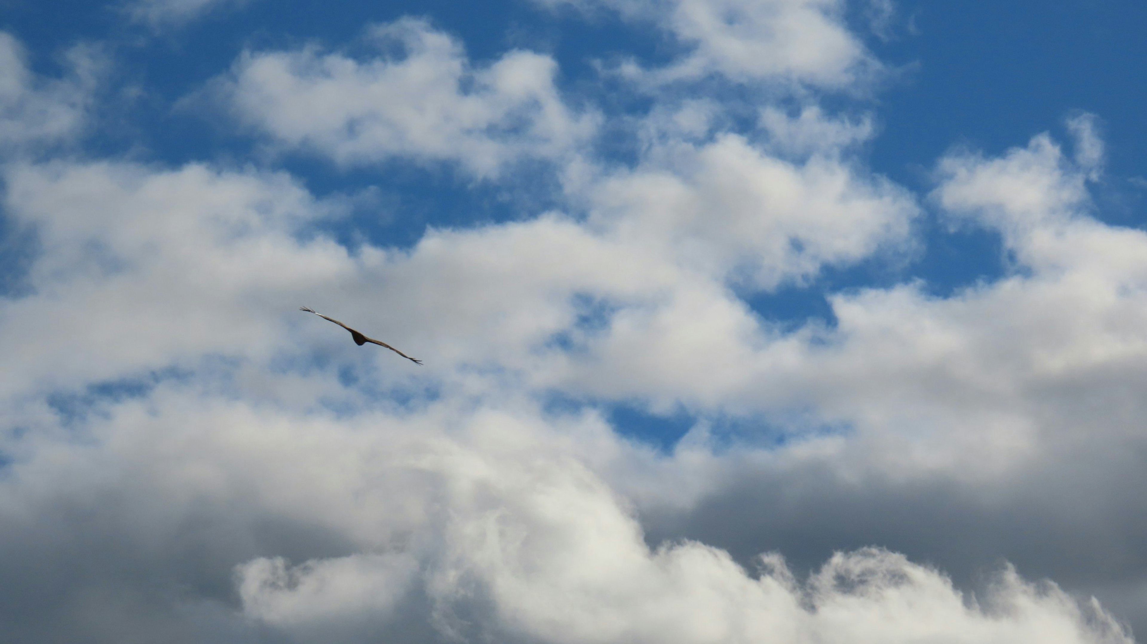 A silhouette of a bird flying amidst fluffy white clouds in a blue sky