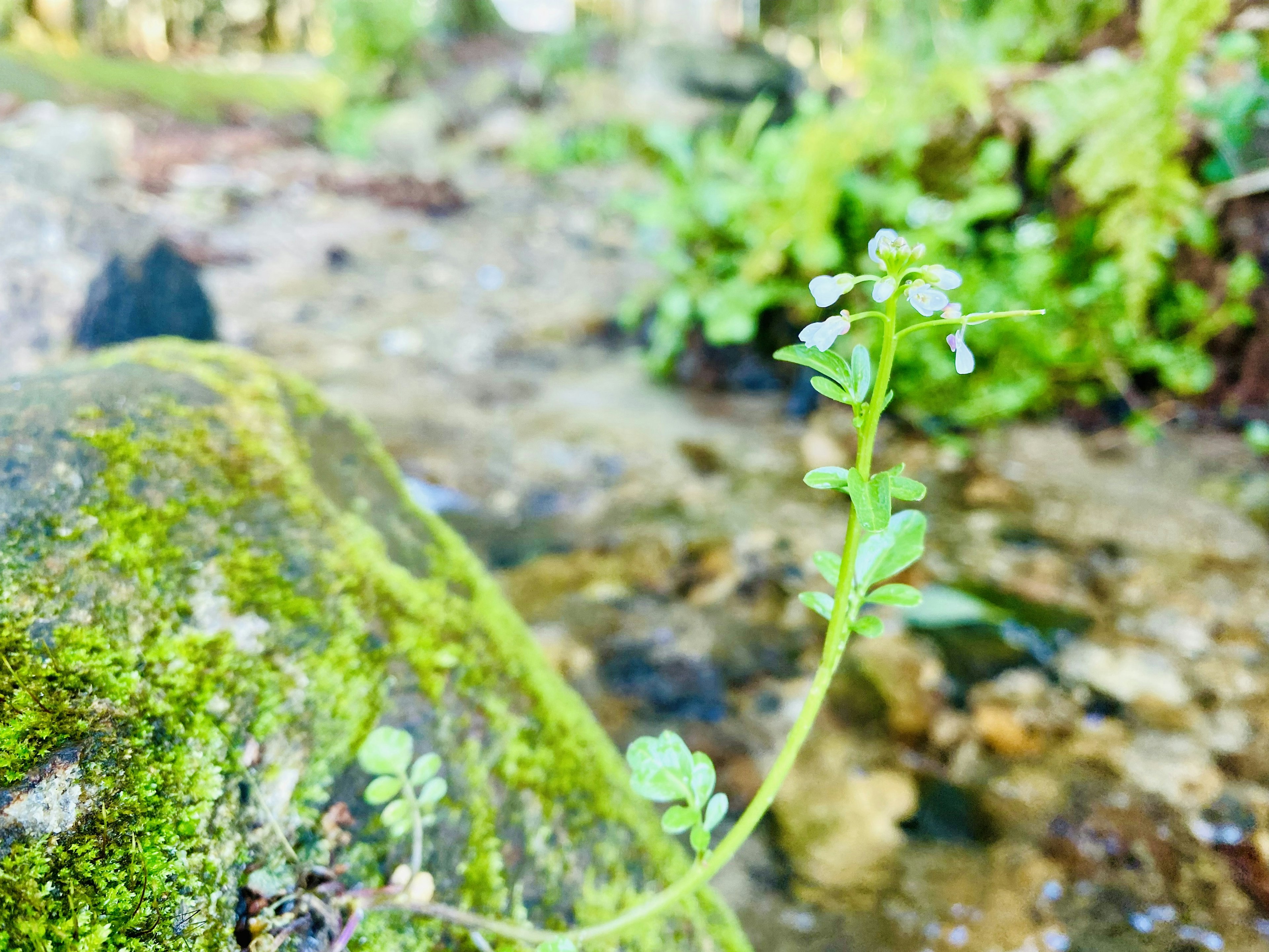 小川の近くに生える緑色の植物と苔のある岩