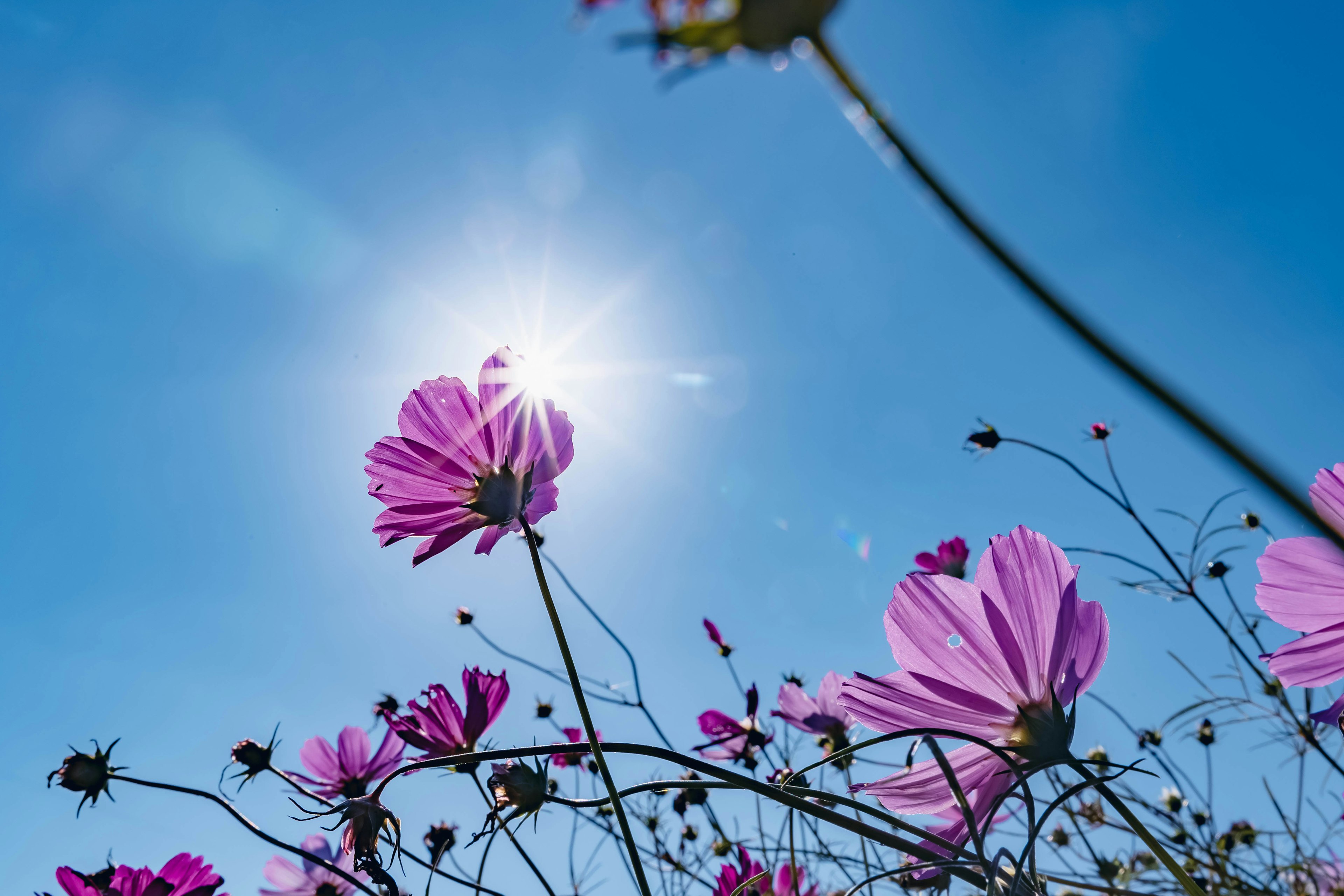 Purple flowers against a bright blue sky and shining sun